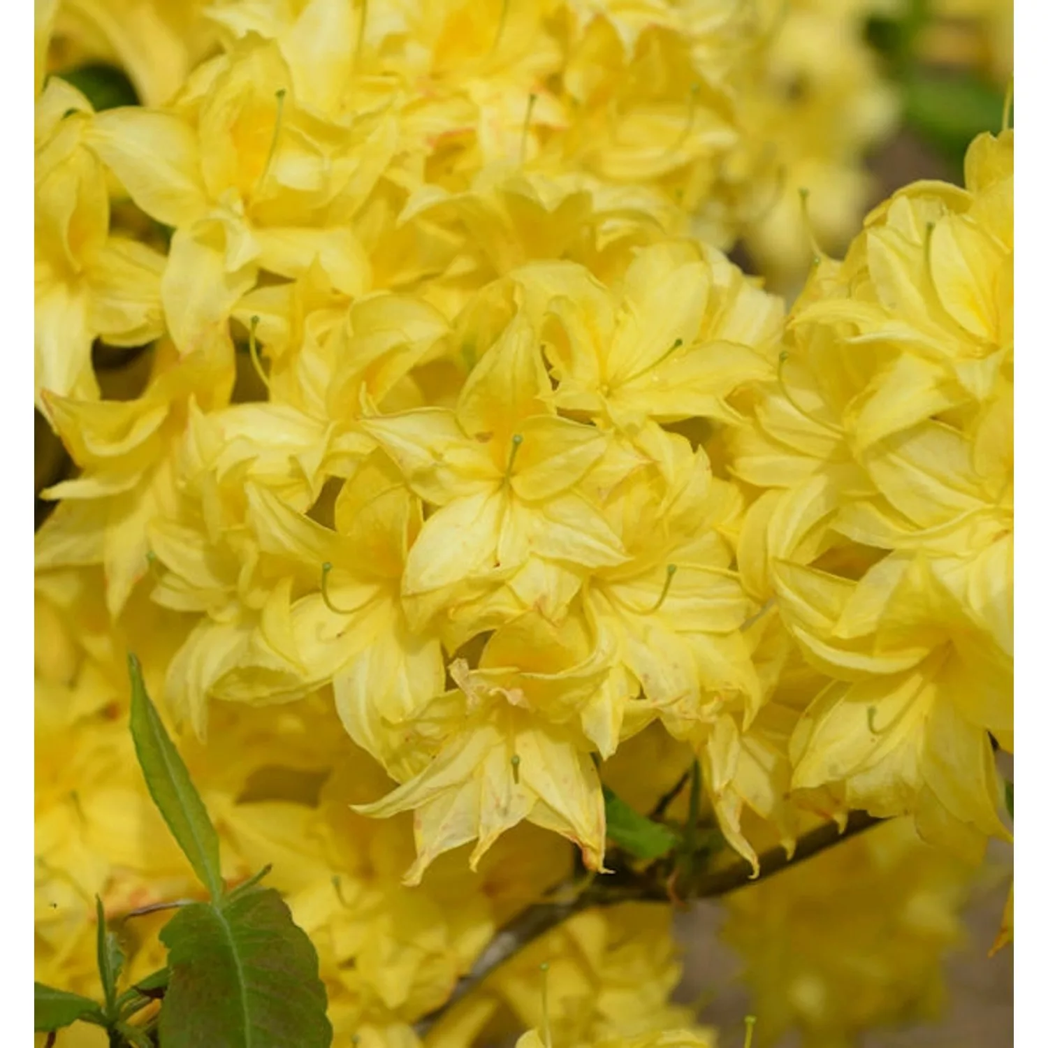 Sommergrüne Azalee Sonnenköpfchen 40-50cm - Rhododendron mixtum günstig online kaufen