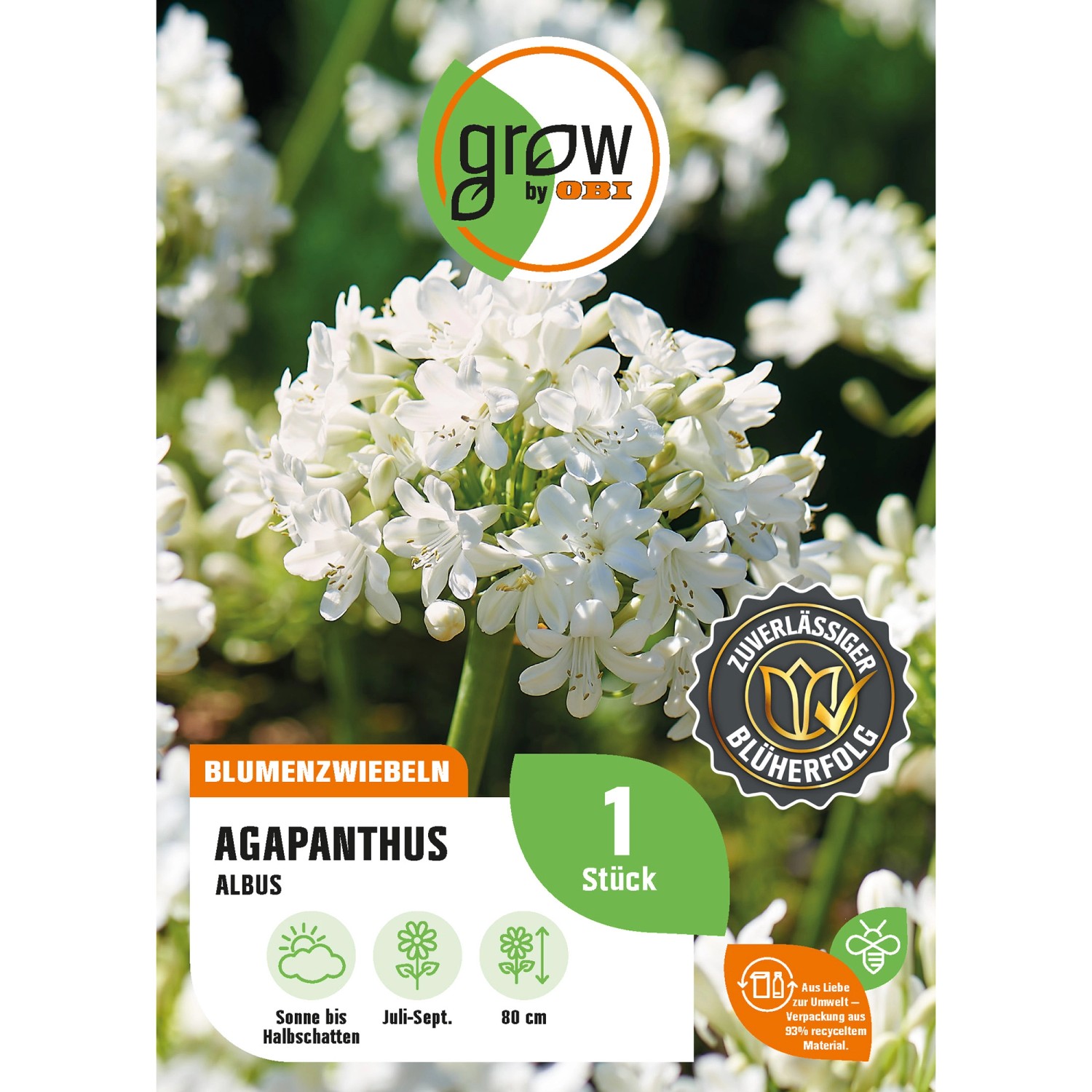 GROW by OBI Agapanthus Albus Höhe ca. 80 cm Agapanthus africanus günstig online kaufen