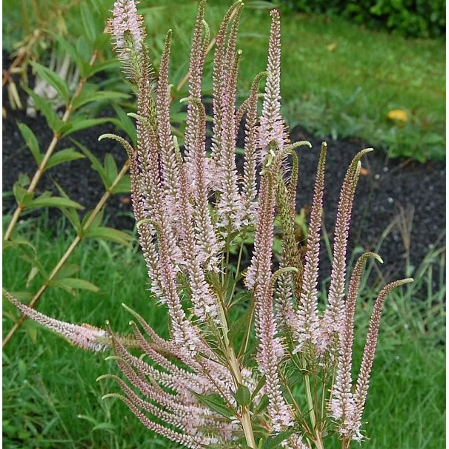 Virginischer Riesen Ehrenpreis Erika - Veronicastrum virginicum günstig online kaufen