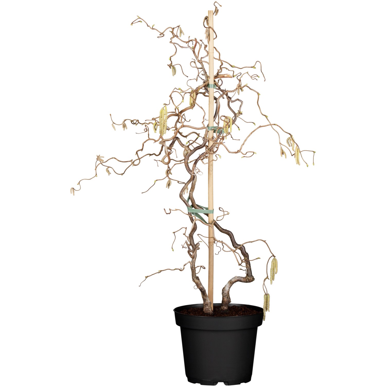 OBI Korkenzieherhasel Contorta Höhe ca. 60 - 80 cm Topf ca. 4 l Corylus günstig online kaufen