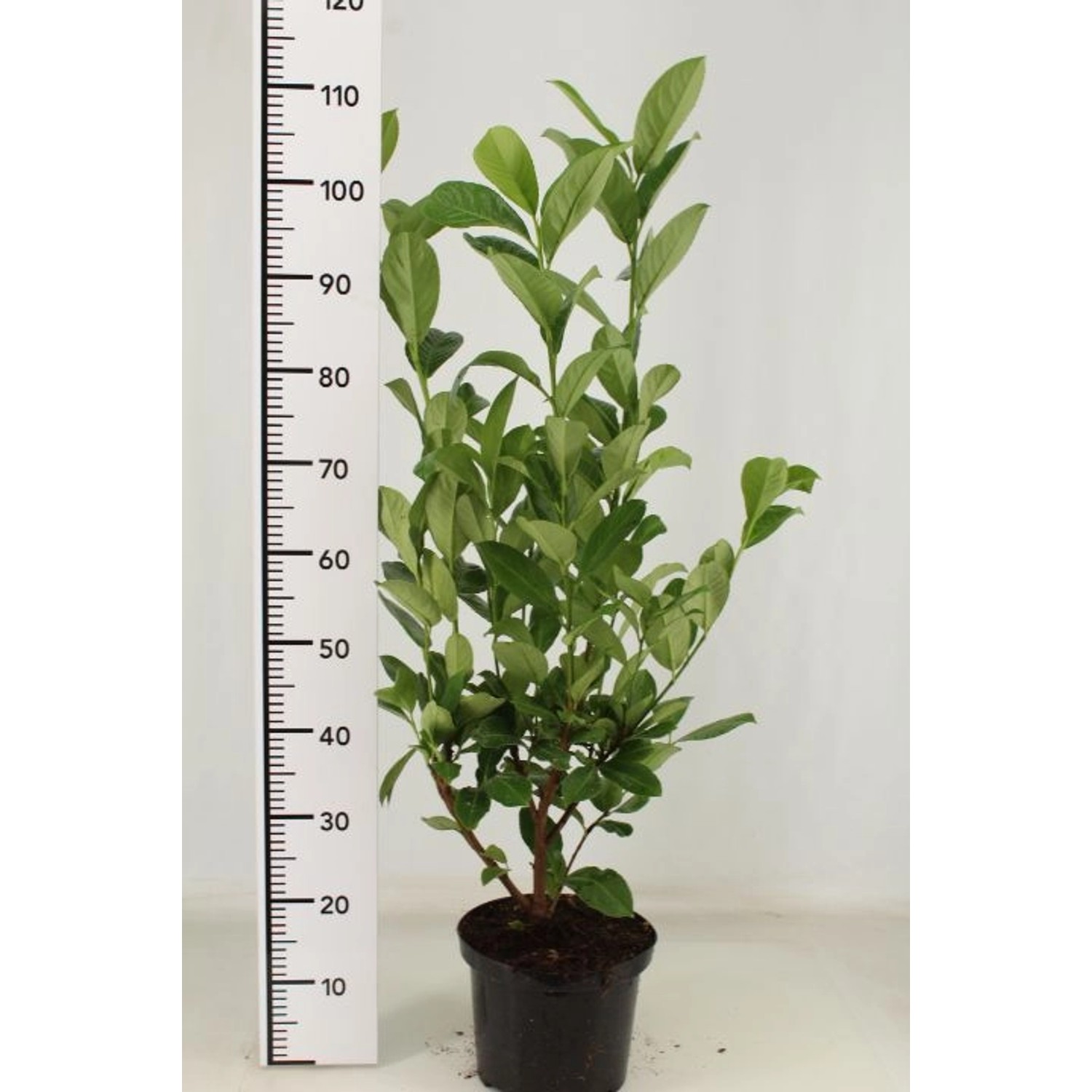Pflanzen-Boering 10 Prunus Rotundifolia Höhe 80-100 cm Kirschlorbeer-Pflanz günstig online kaufen