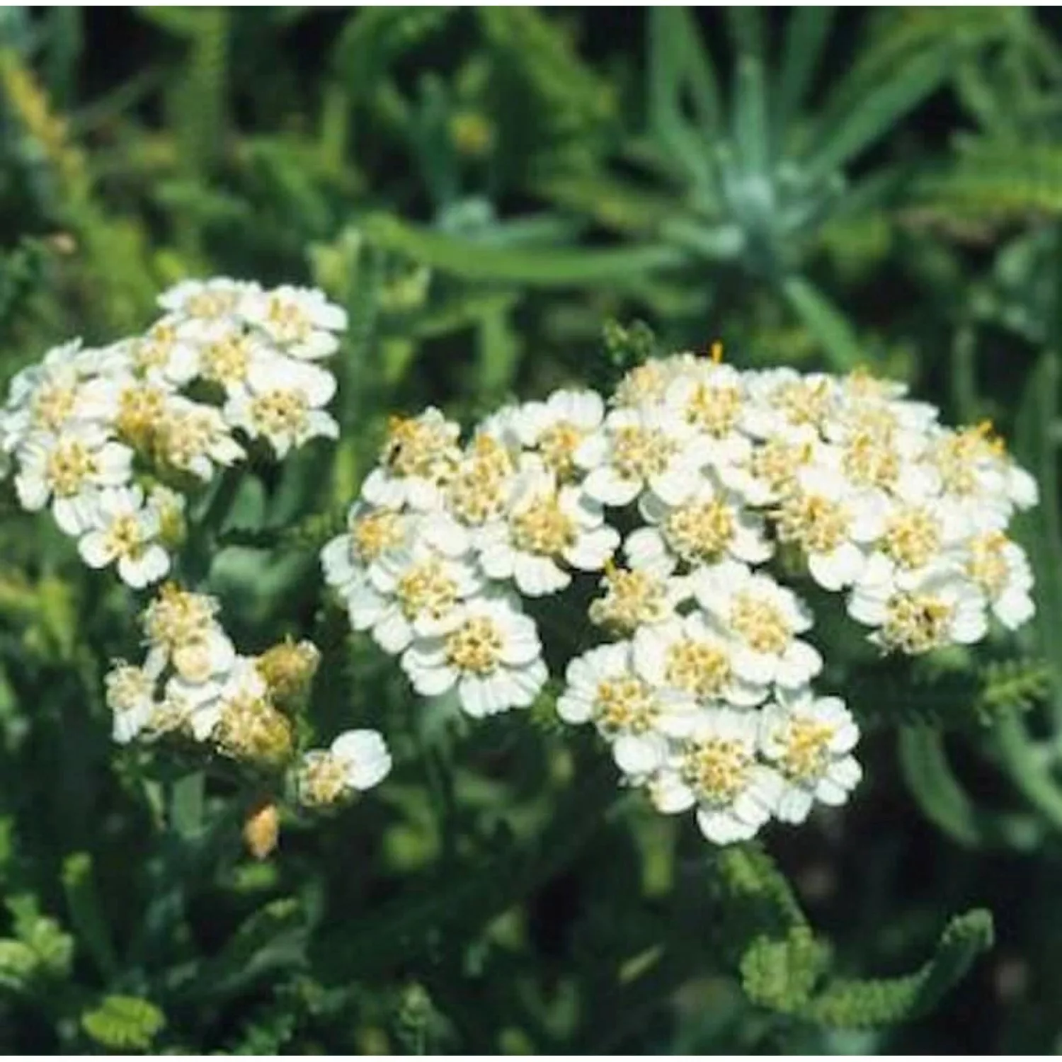 Zwerg Schafgarbe - Achillea kellereri günstig online kaufen