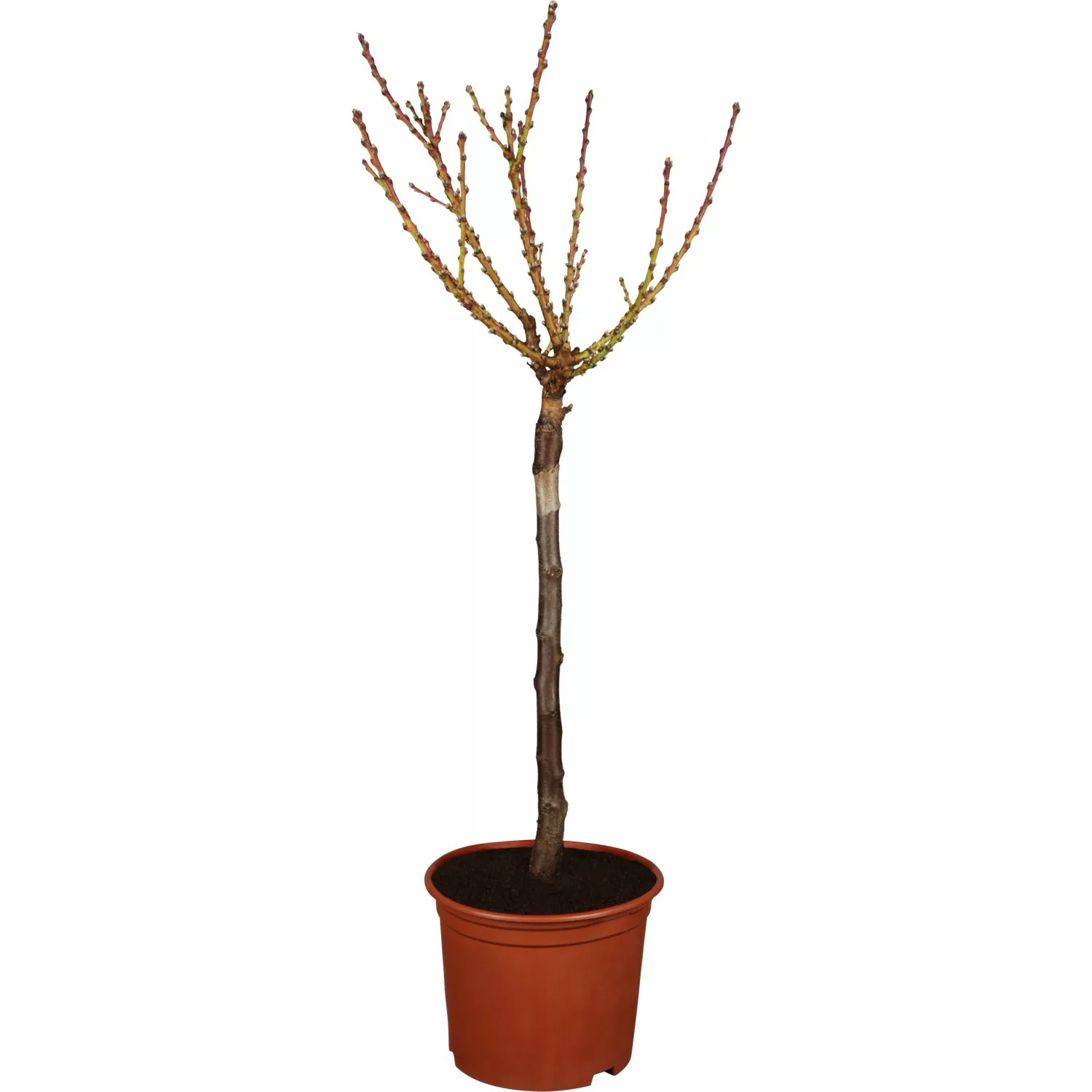 Tellernektarine Canblis Höhe ca. 100 - 120 cm Topf ca. 7,5 l Prunus persica günstig online kaufen