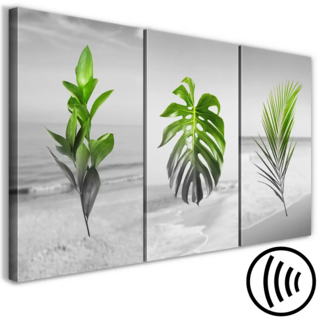 Leinwandbild Plants (Collection) XXL günstig online kaufen