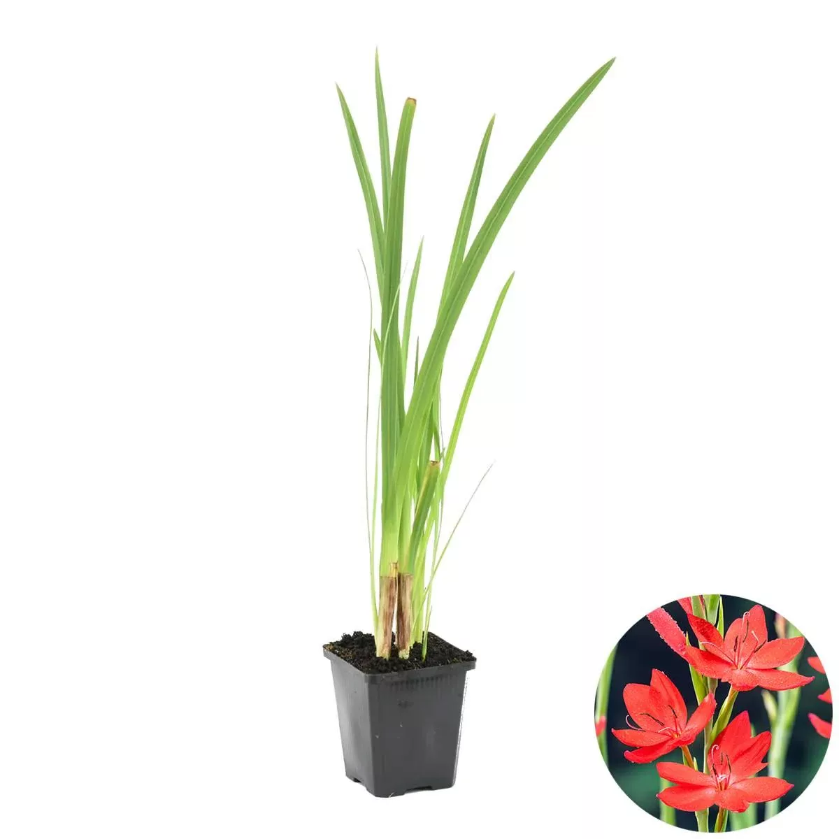 Casa Caron | Schizostylis coccinea günstig online kaufen