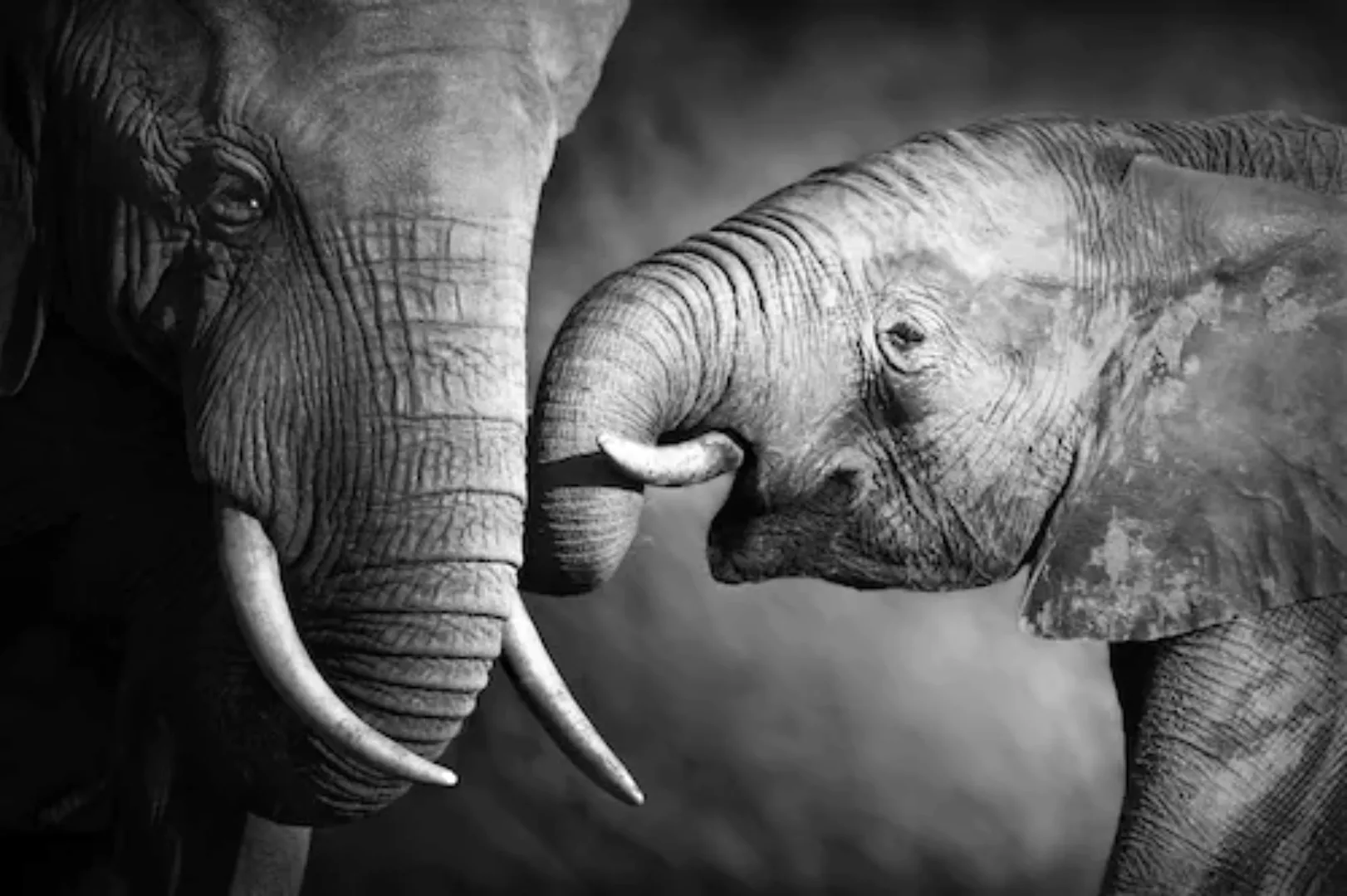 queence Leinwandbild "Elefant" günstig online kaufen