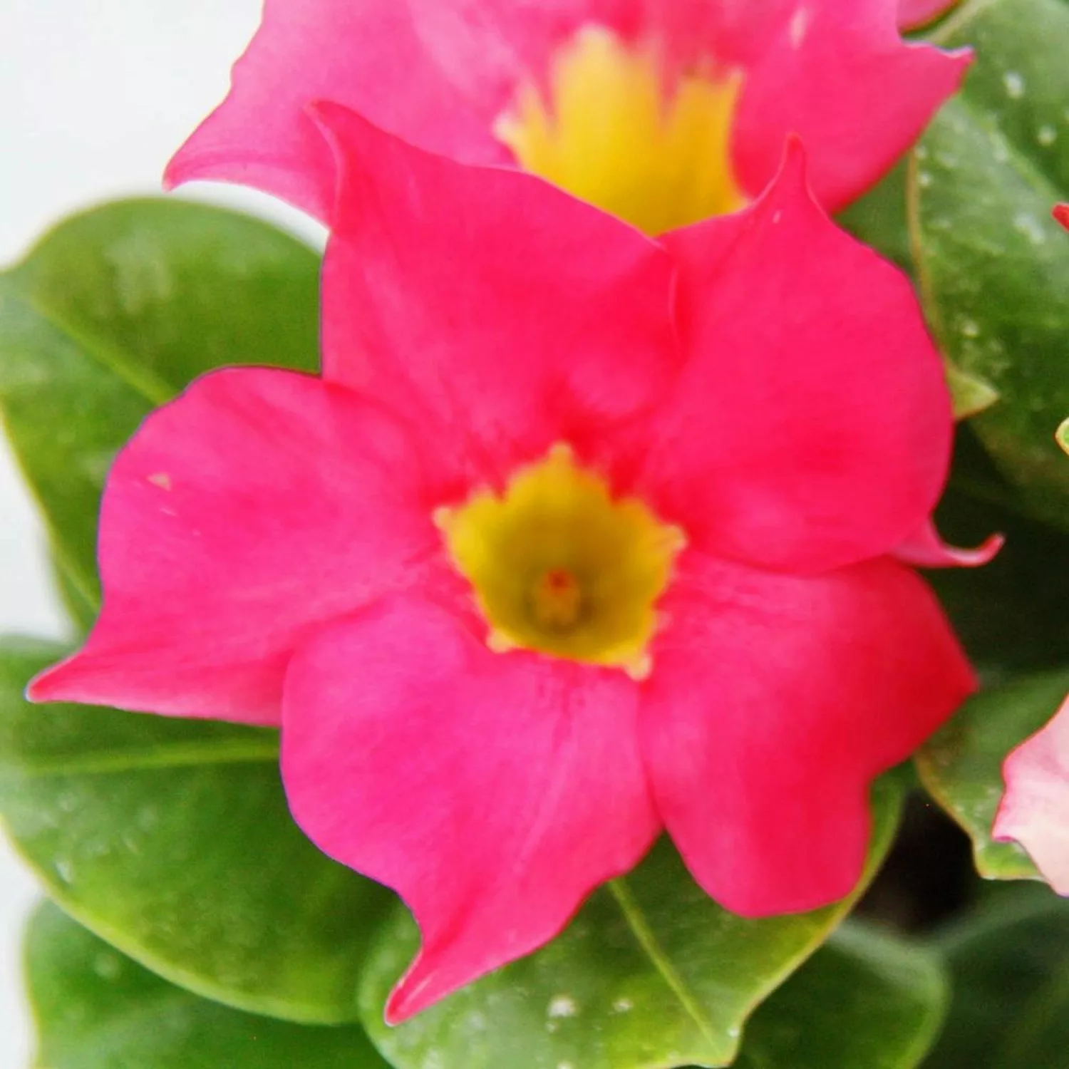Exotenherz Dipladenia Chilenischer Jasmin 10cm Topf 1 Pflanze Rosa günstig online kaufen