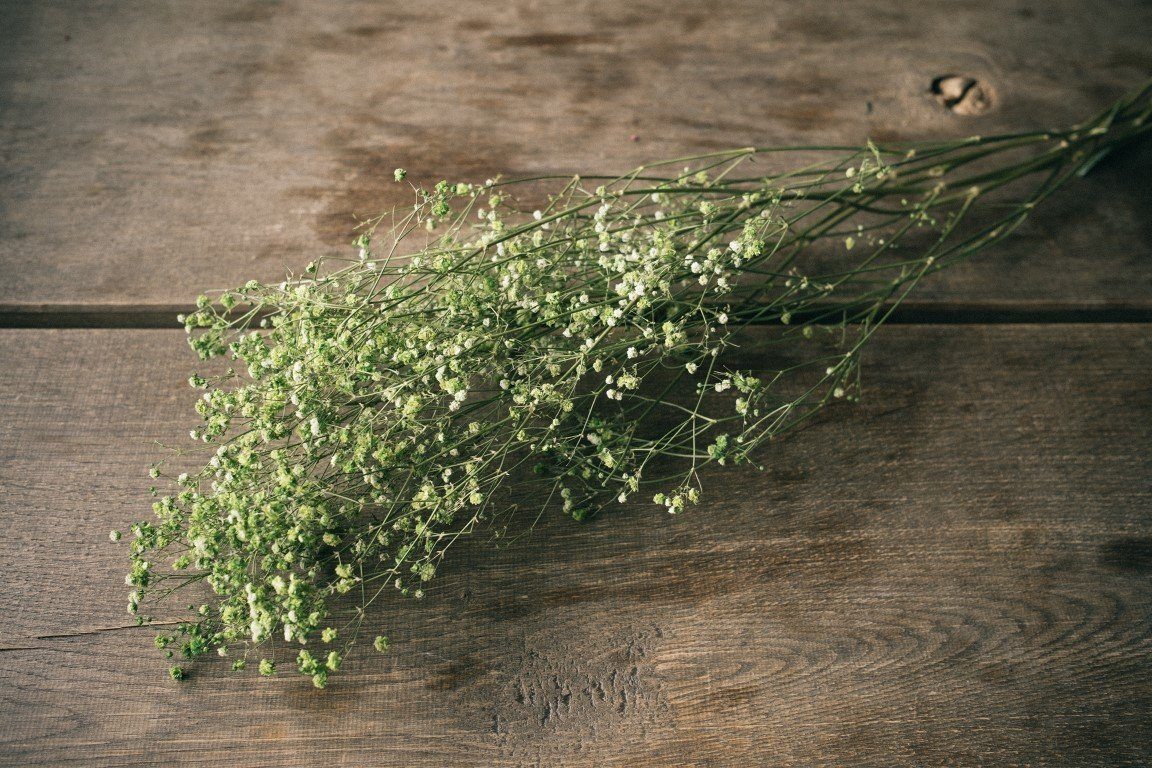 Trockenblume Schleierkraut Apfelgrün getrocknet im Bund günstig online kaufen