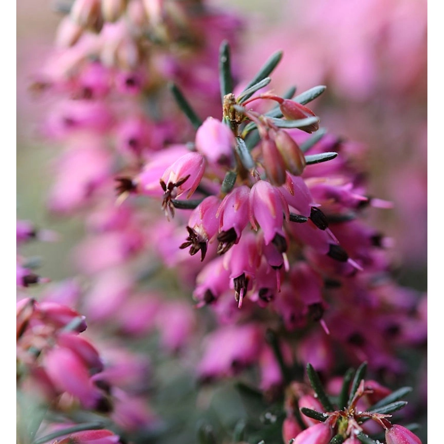 10x Winterheide Lohses Rubin - Erica carnea günstig online kaufen