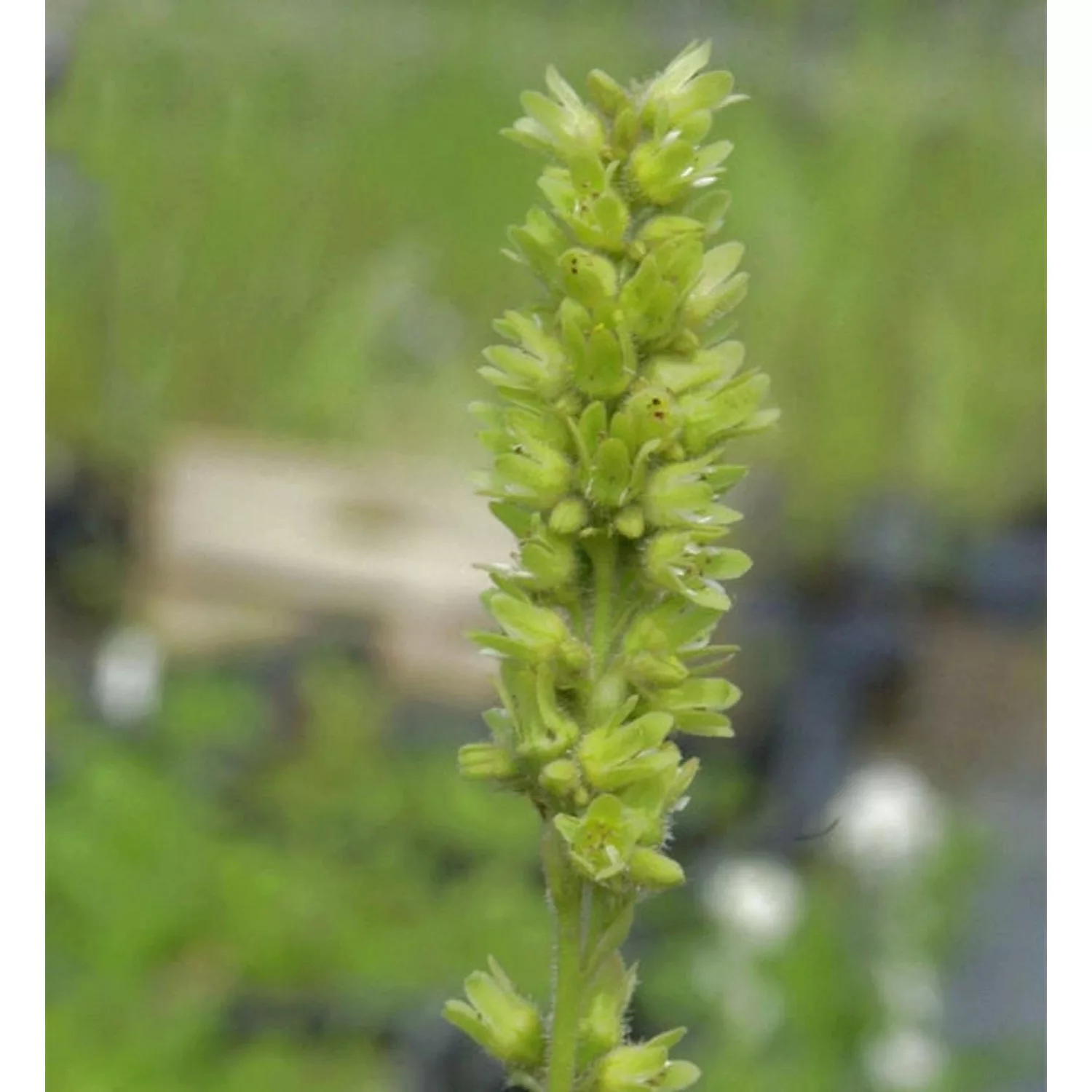 Walzen Purpurglöckchen Greenfinch - Heuchera cylindrica günstig online kaufen