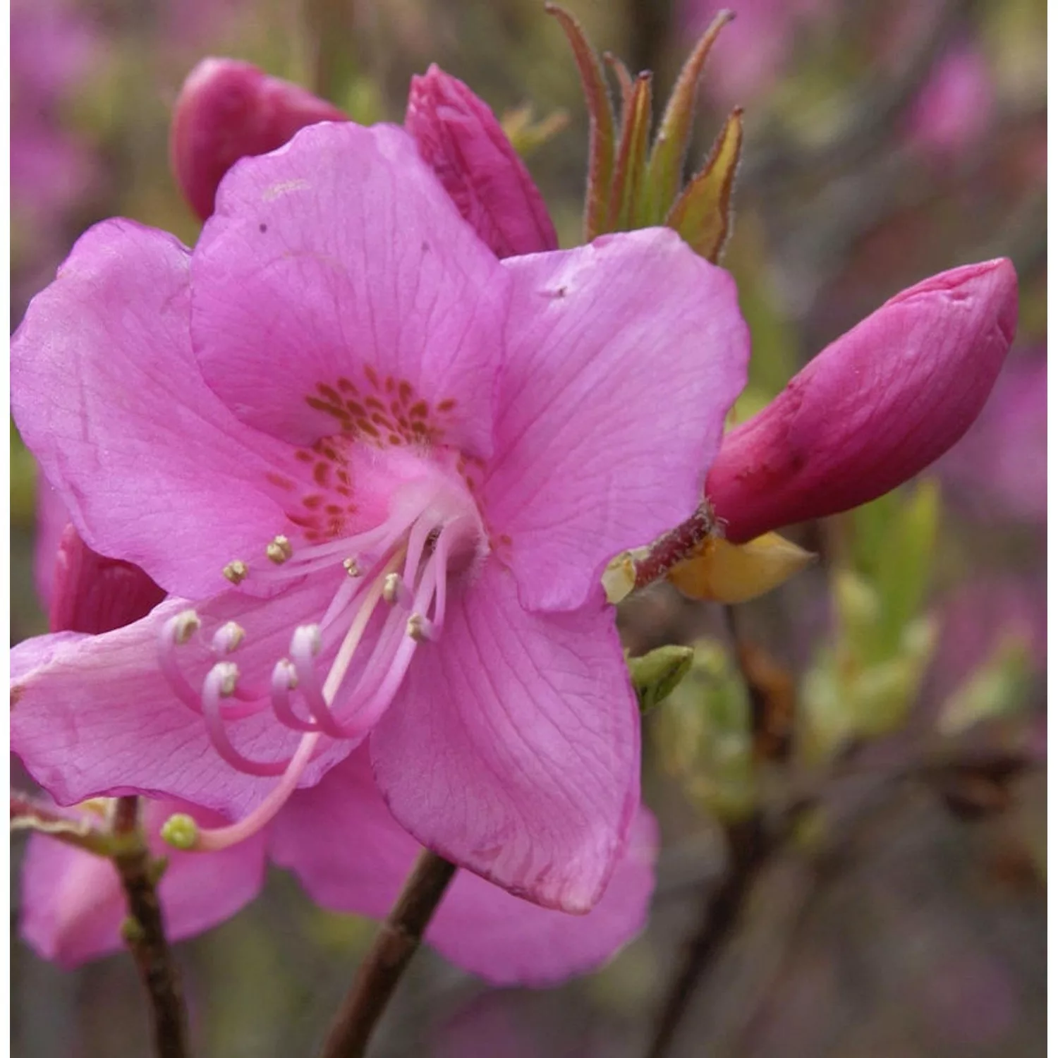Rhododendron albrechtii 30-40cm günstig online kaufen