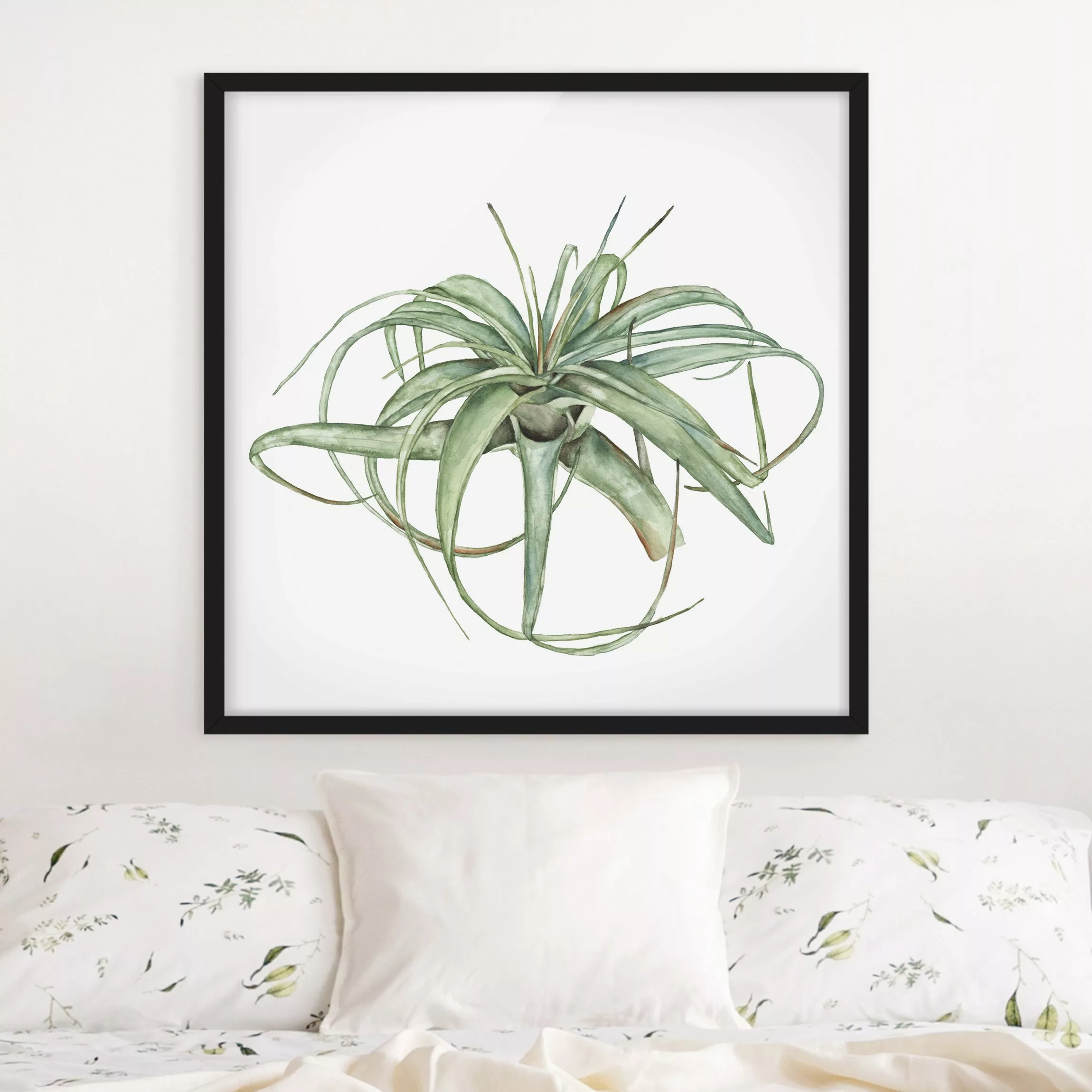 Bild mit Rahmen Blumen - Quadrat Luftpflanze Aquarell I günstig online kaufen