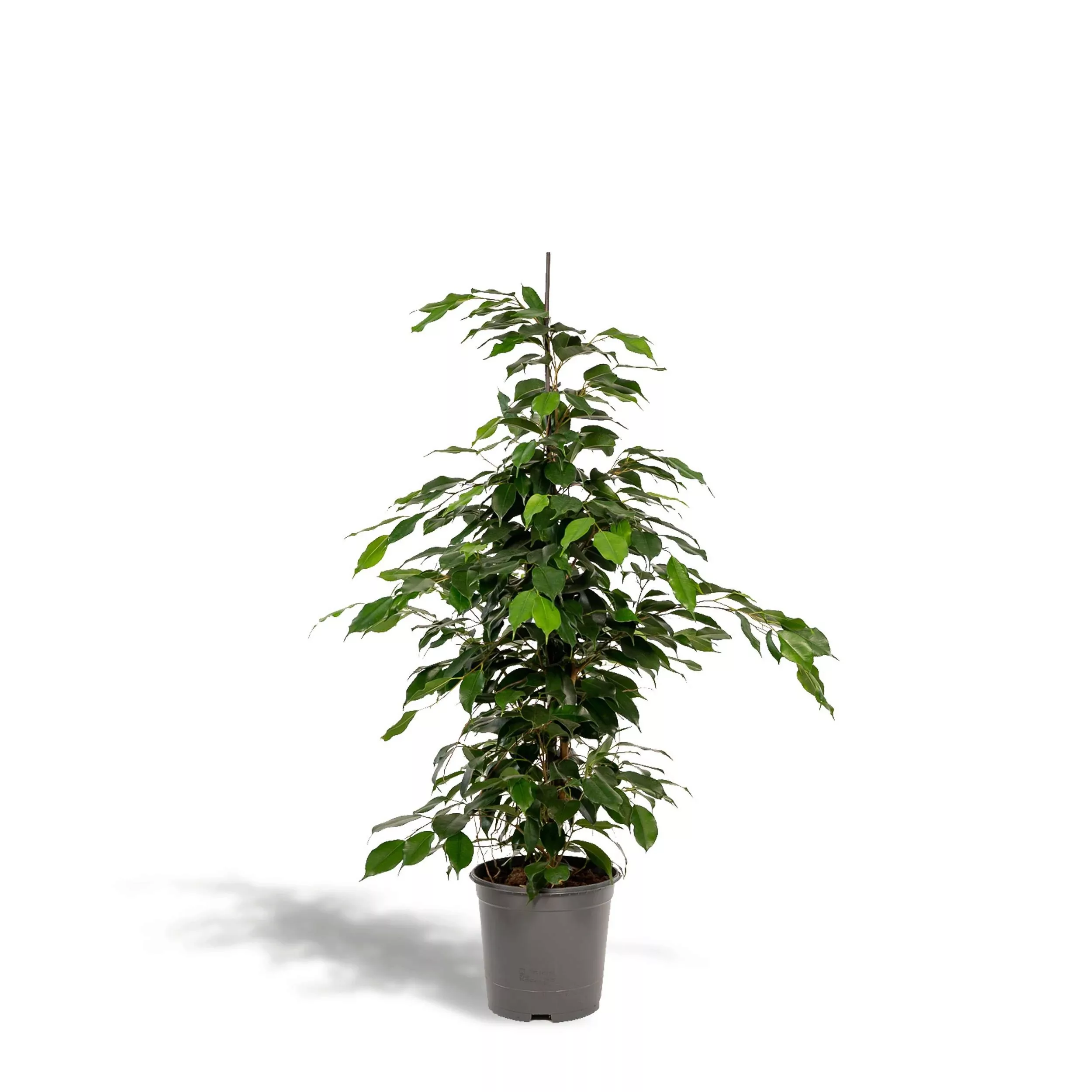 Hello Plants | Ficus Benjamina Danielle günstig online kaufen