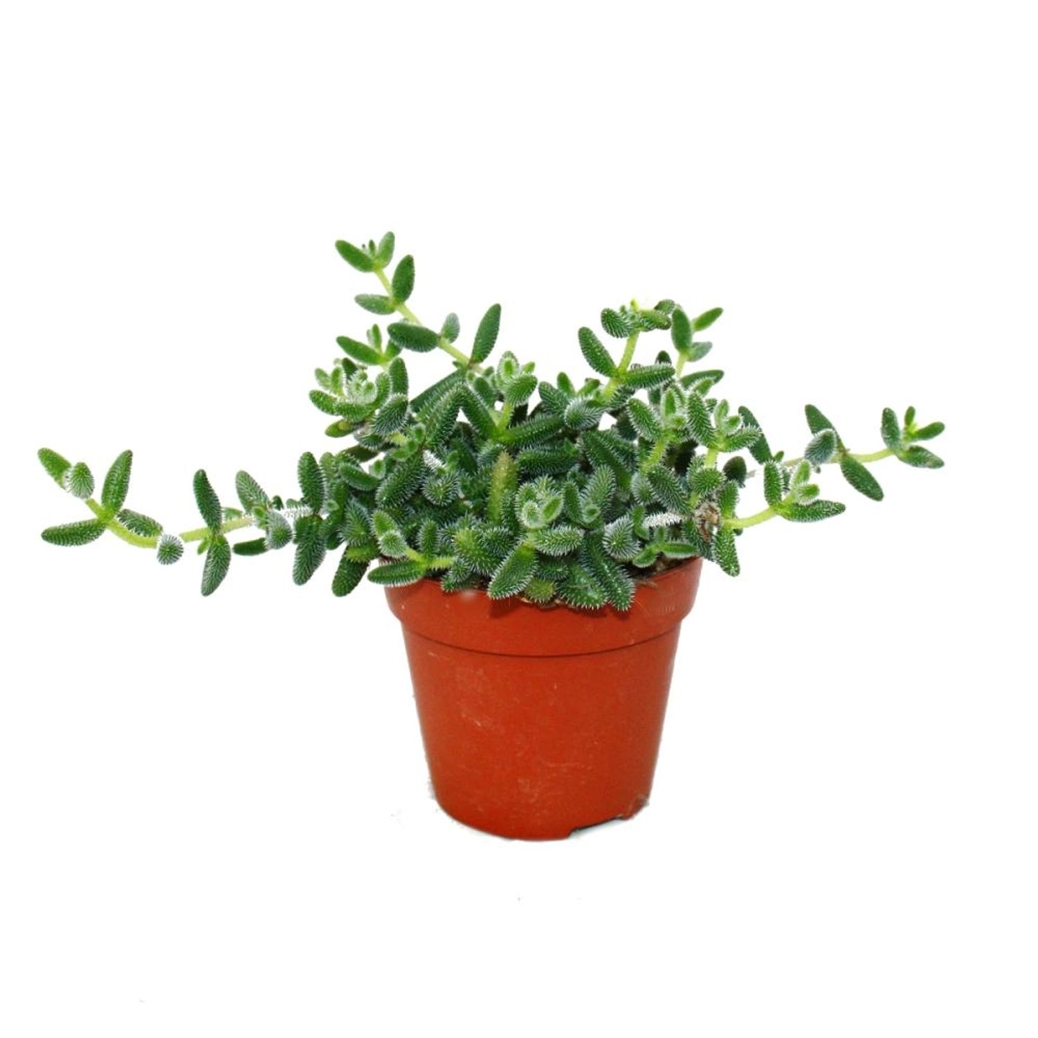 Exotenherz Saure Gurken Pflanze Delosperma Echinatum 12cm Topf günstig online kaufen