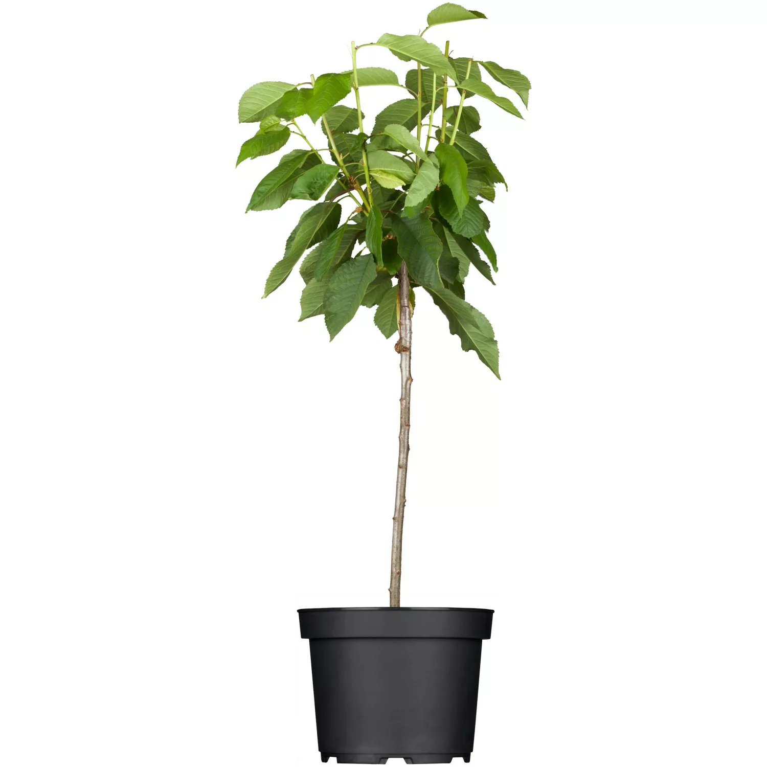 GROW by OBI Bio Süßkirsche Schneiders Späte Knorpelkirsche 120-140 cm Topf günstig online kaufen