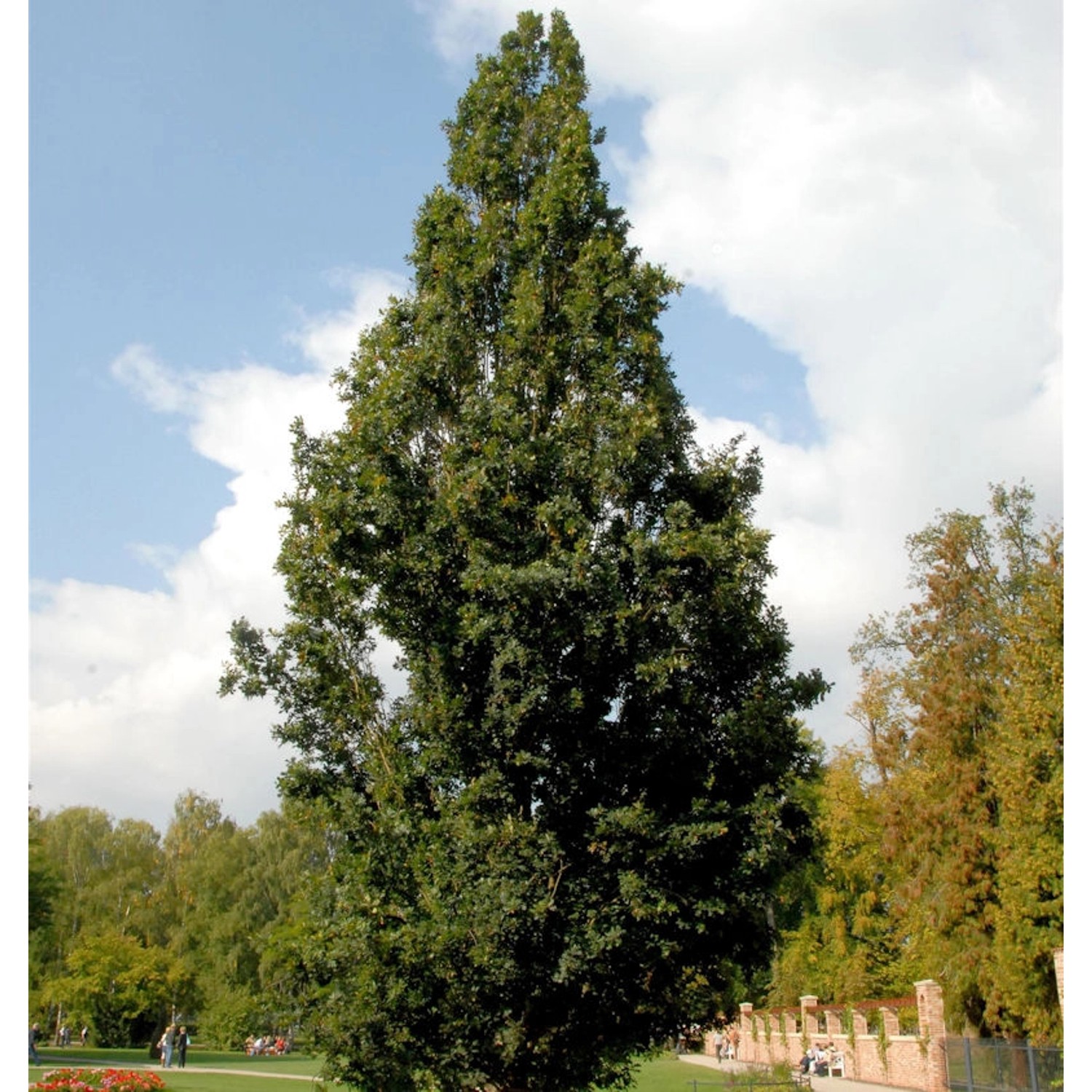 Pyramideneiche 100-125cm - Quercus robur Fastigiata günstig online kaufen