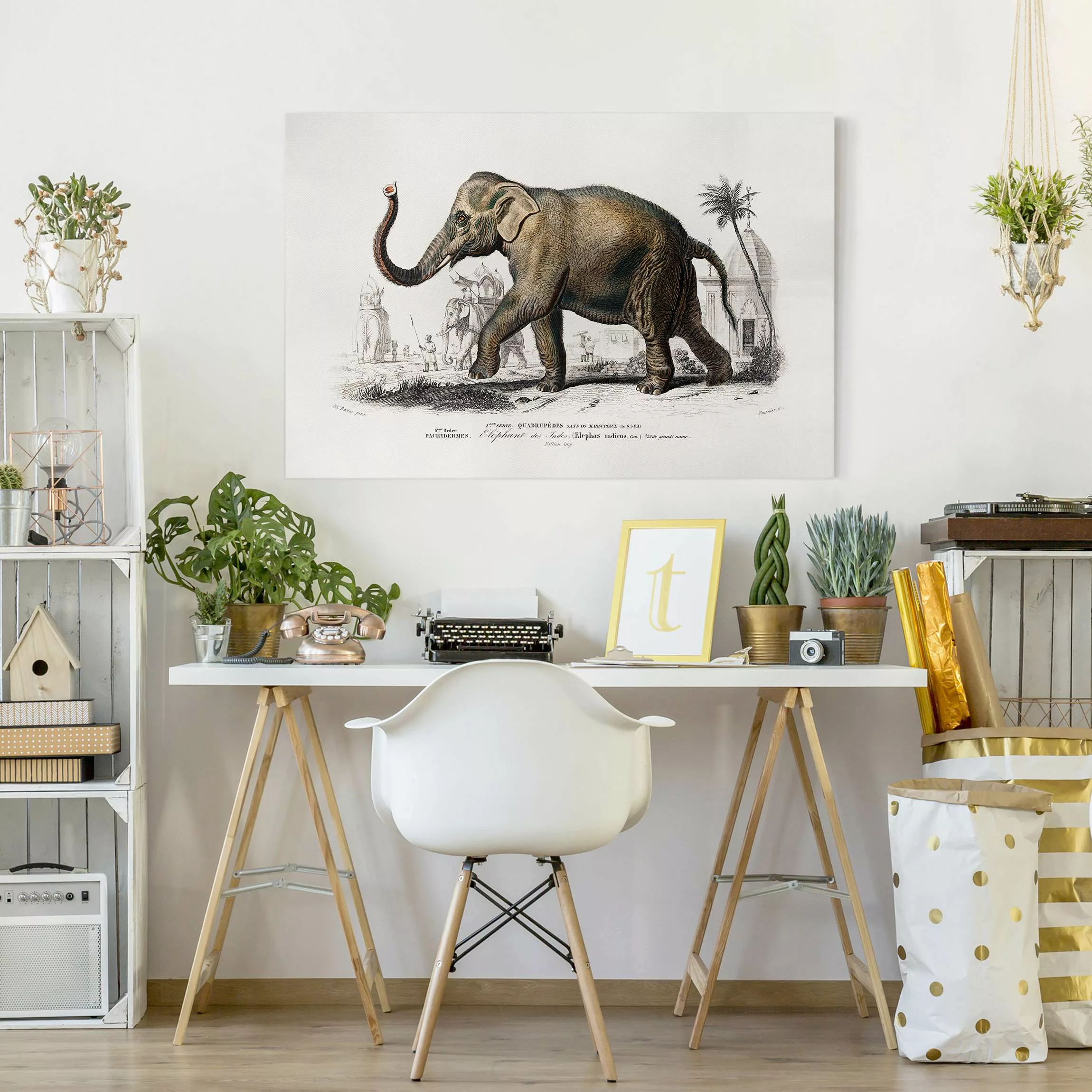 Leinwandbild Vintage Lehrtafel Elefant günstig online kaufen