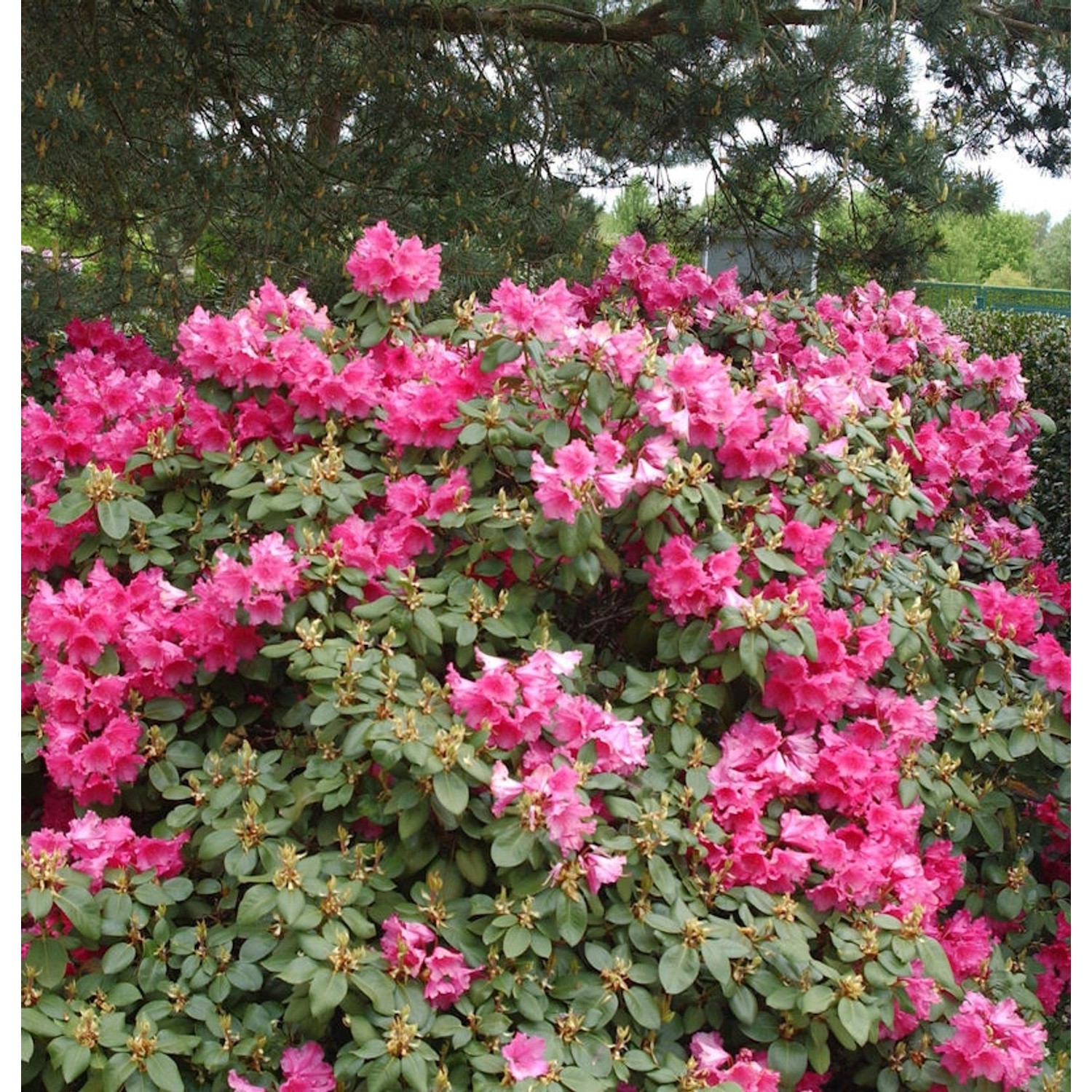 INKARHO - Rhododendron August Lamken 30-40cm - Rhododendron williamsianum - günstig online kaufen