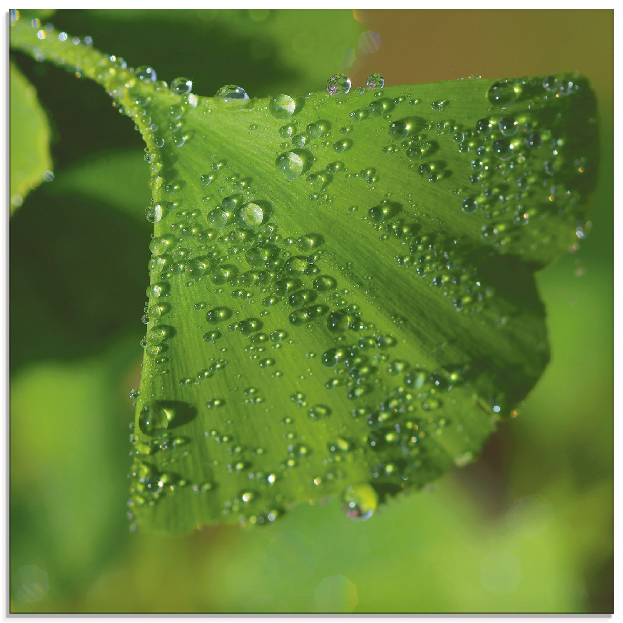 Artland Glasbild »Ginkgo«, Blätter, (1 St.), in verschiedenen Größen günstig online kaufen