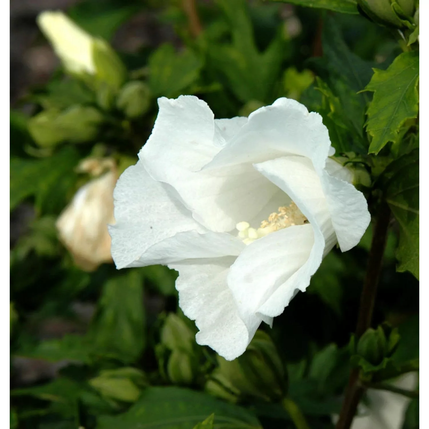 Hochstamm Garteneibisch William R Smith 80-100cm - Hibiscus syriacus günstig online kaufen