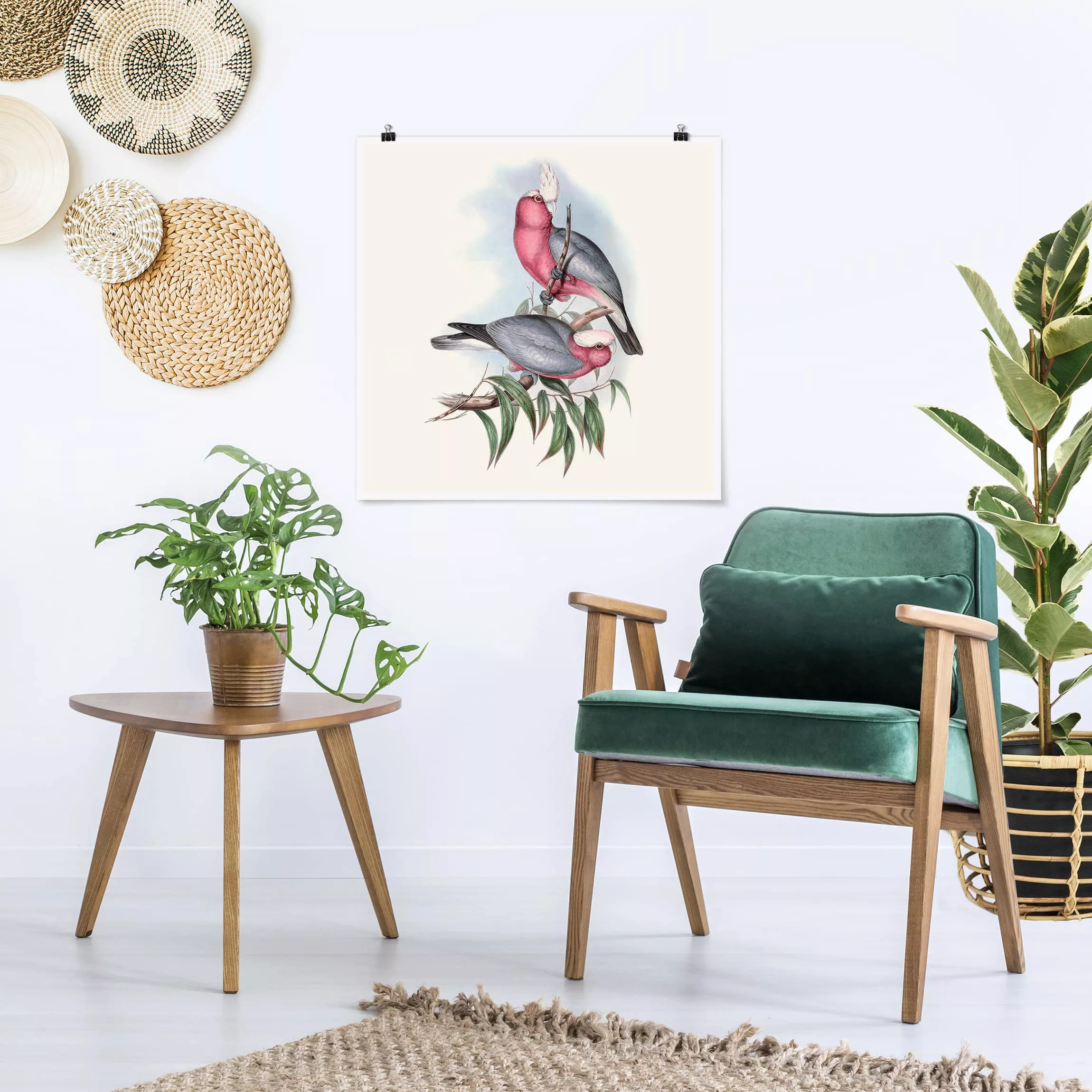 Poster Tiere - Quadrat Pastell Papageien II günstig online kaufen