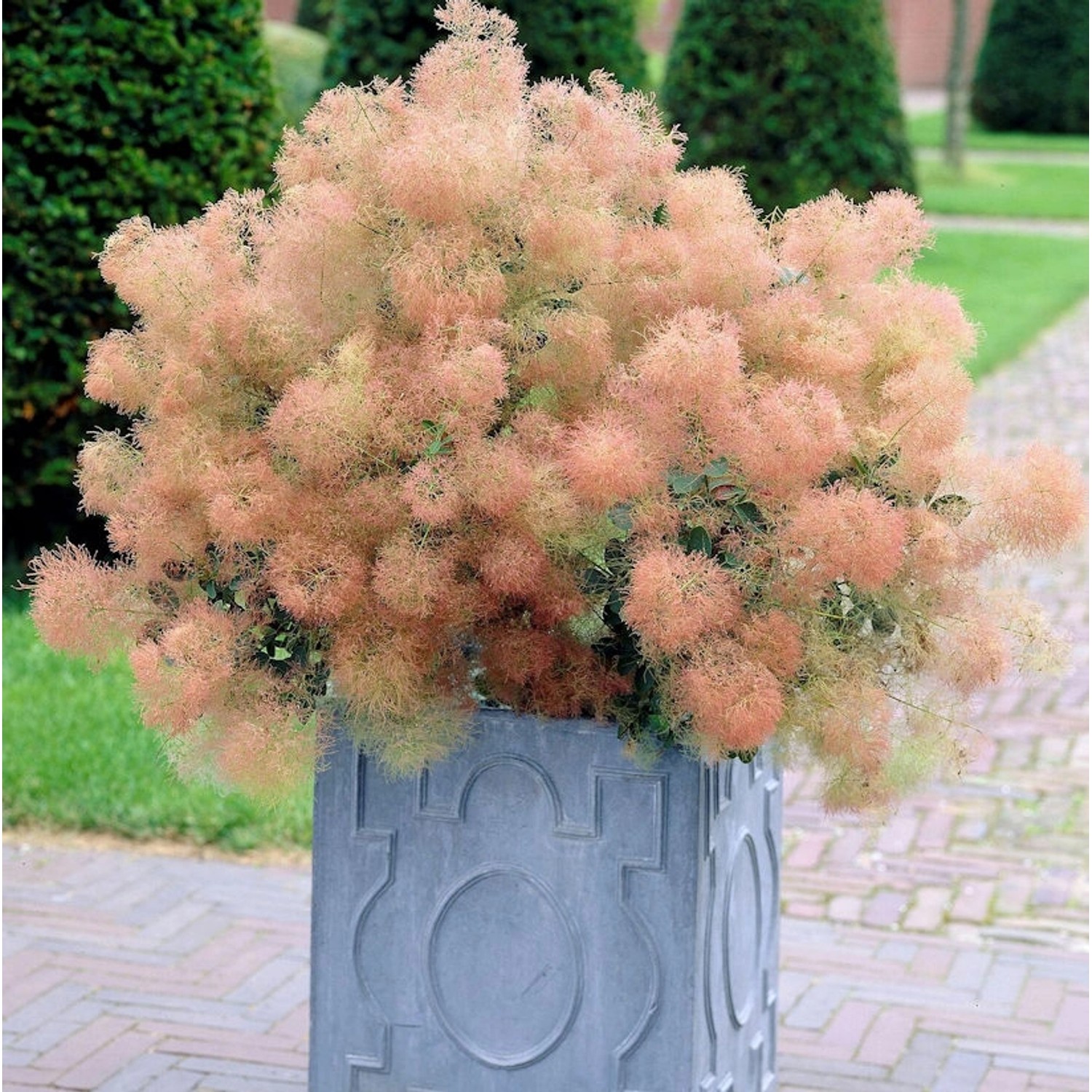 Grüner Perückenstrauch Young Lady 25-30cm - Cotinus coggygria günstig online kaufen