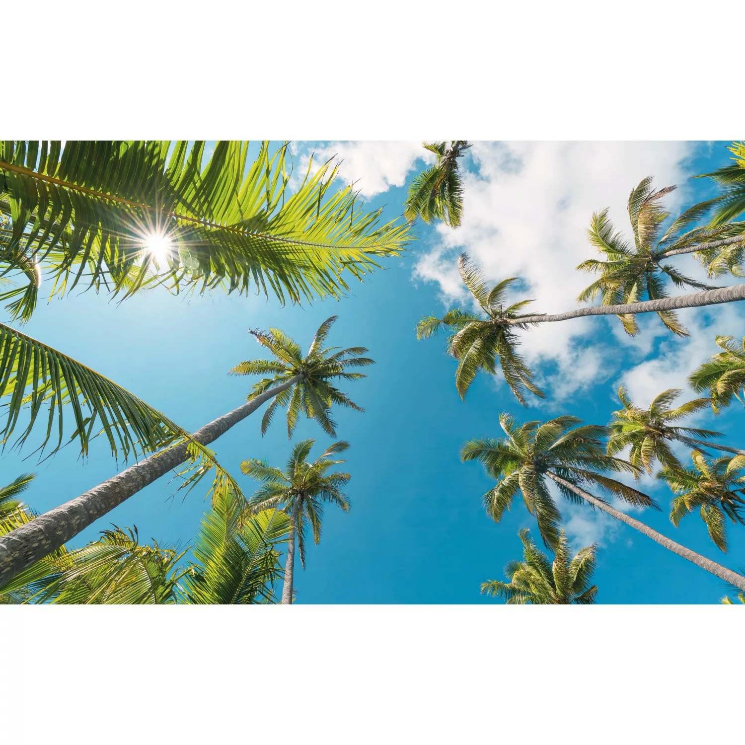 KOMAR Vlies Fototapete - Coconut Heaven II  - Größe 450 x 280 cm mehrfarbig günstig online kaufen