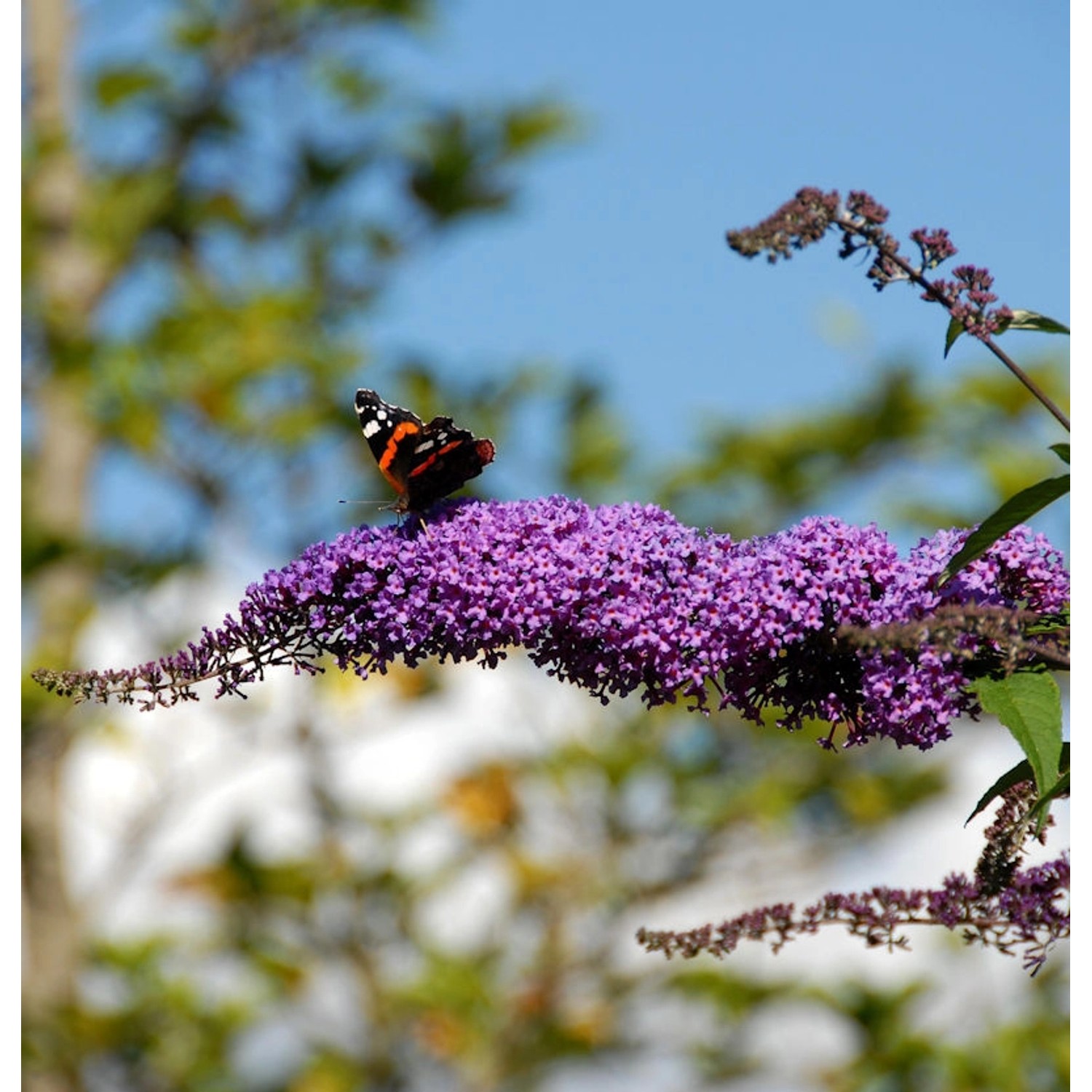 Sommerflieder Fascination 80-100cm - Buddleja günstig online kaufen