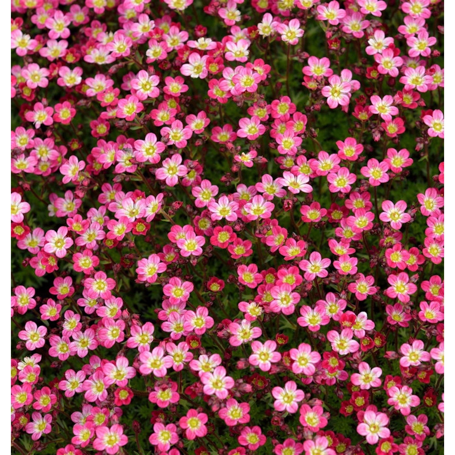 Moossteinbrech Pixi Rose - Saxifraga arendsii günstig online kaufen