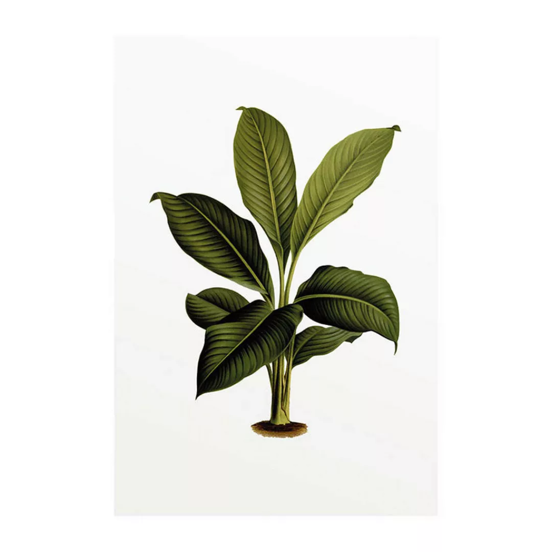 KOMAR Wandbild - Elastica Leaf - Größe: 50 x 70 cm mehrfarbig Gr. one size günstig online kaufen