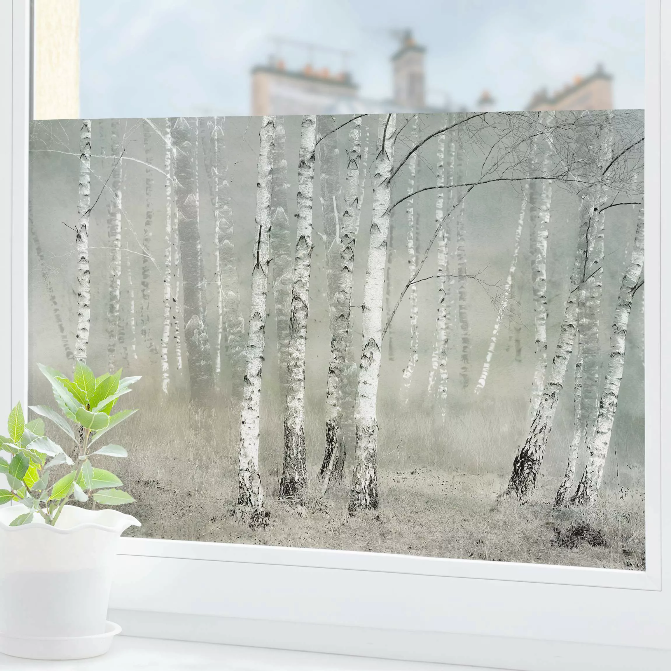 Fensterfolie Ruhender Birkenwald günstig online kaufen