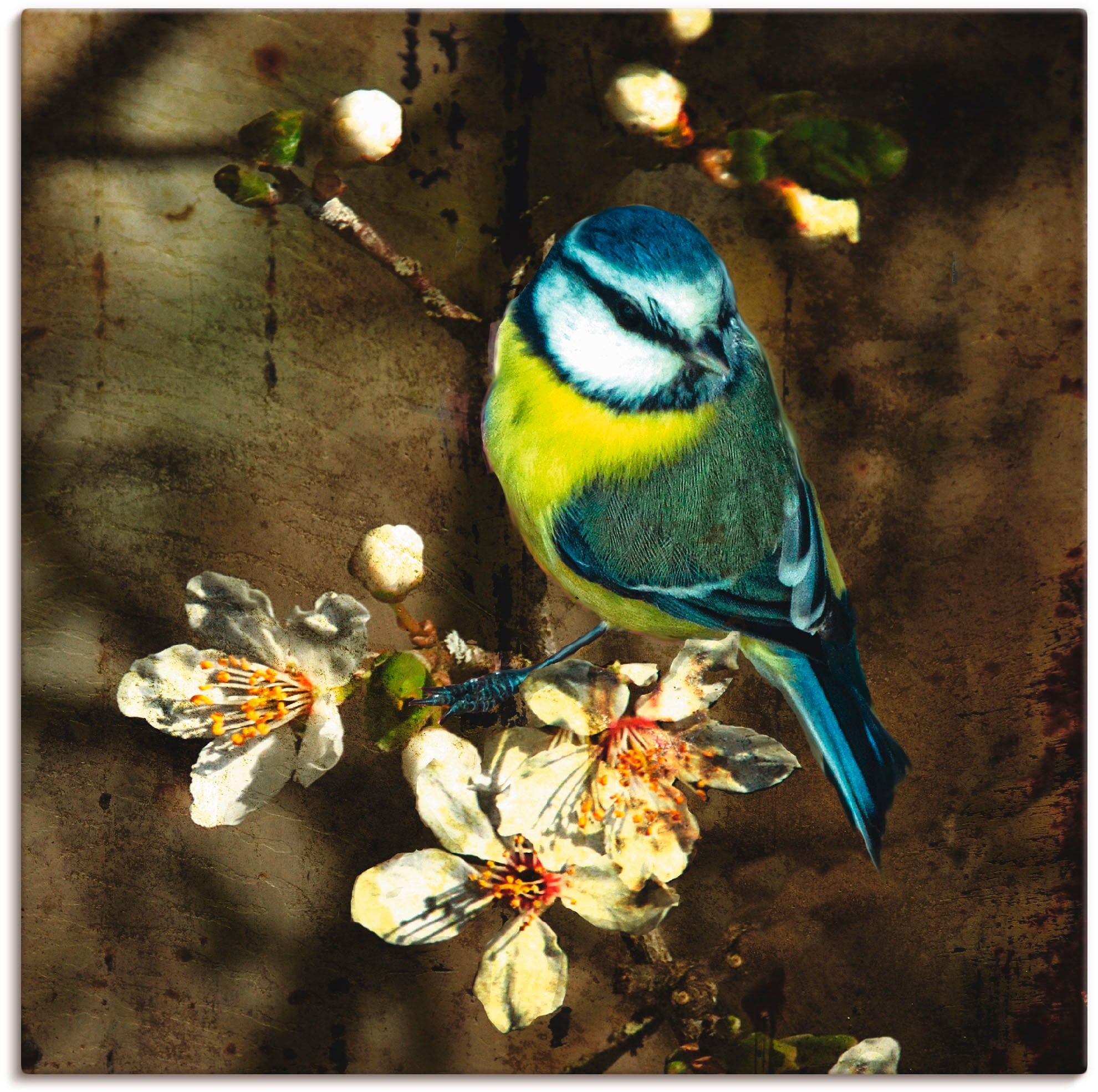 Artland Wandbild "Blaumeise auf Kirschzweig", Vögel, (1 St.), als Alubild, günstig online kaufen