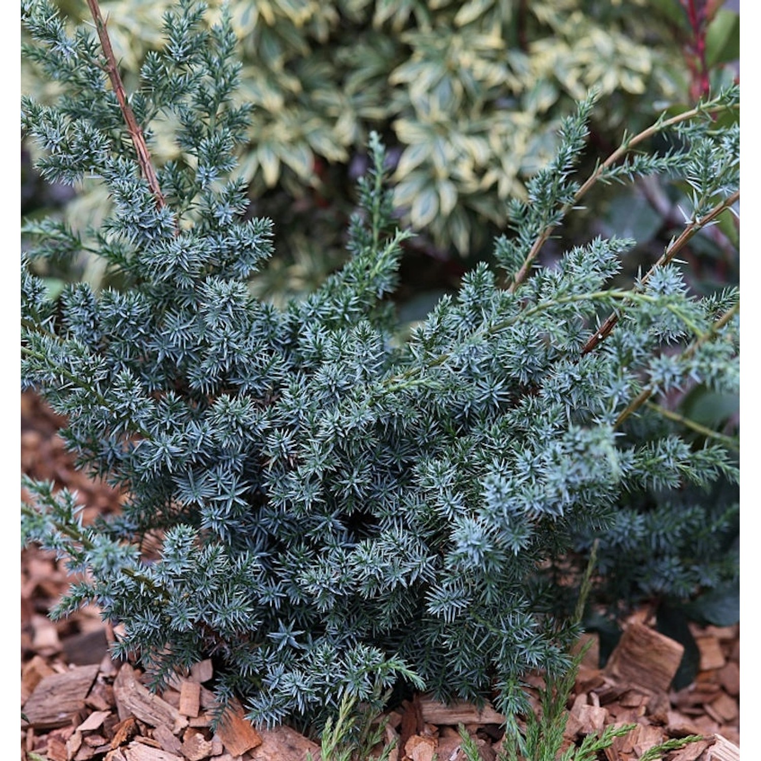 Strauchwacholder Blue Alps 80-100cm - Juniperus chinensis günstig online kaufen