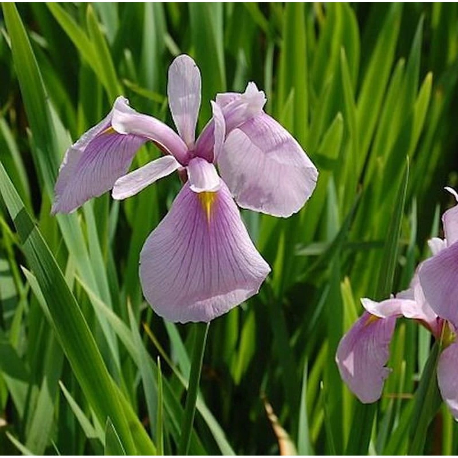 Asiatische Sumpf Schwertlilie Rose Queen - Iris laevigata günstig online kaufen