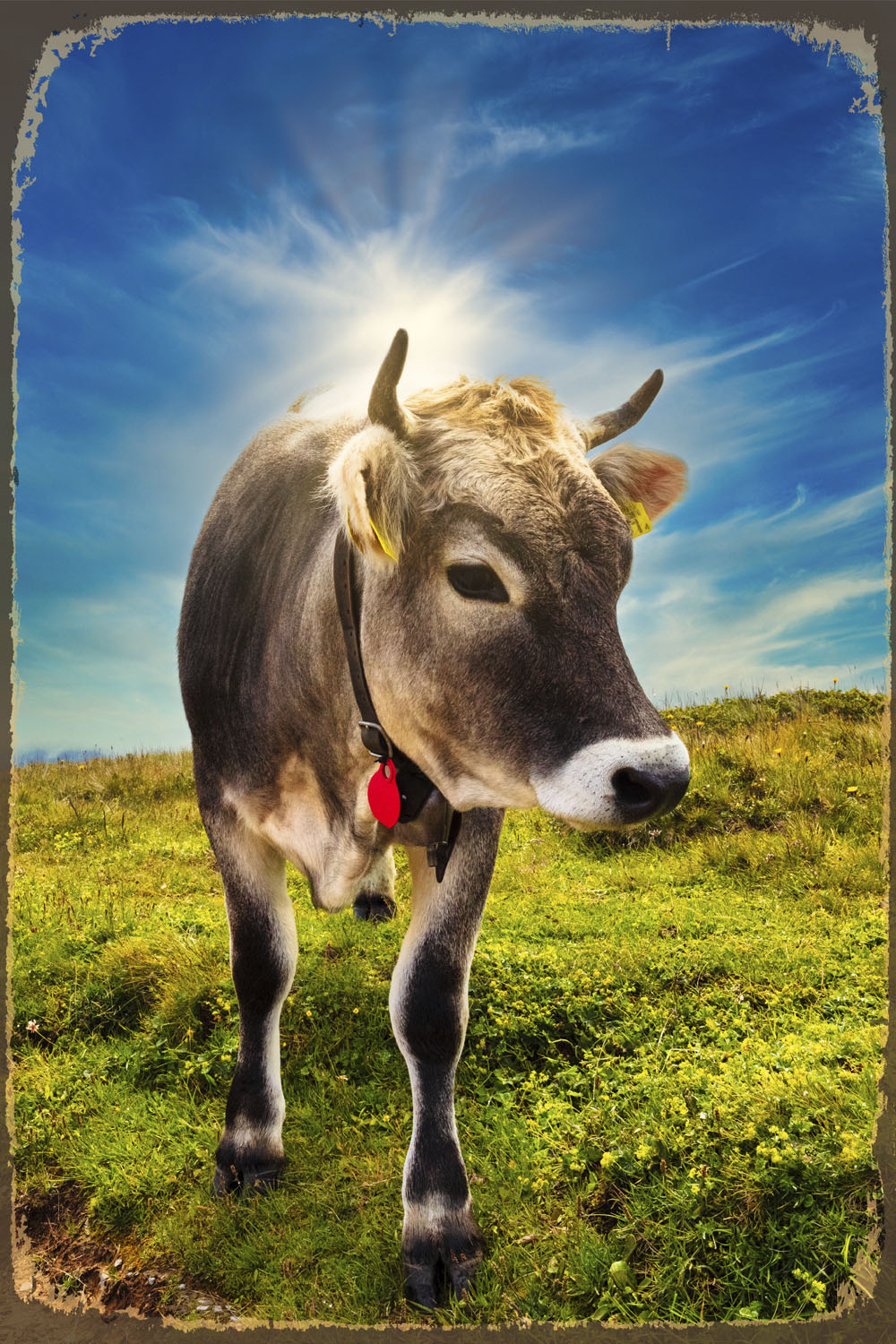 queence Metallbild "Alpen Kuh", Schriftzüge-Kuhbilder-Berge & Alpenbilder, günstig online kaufen