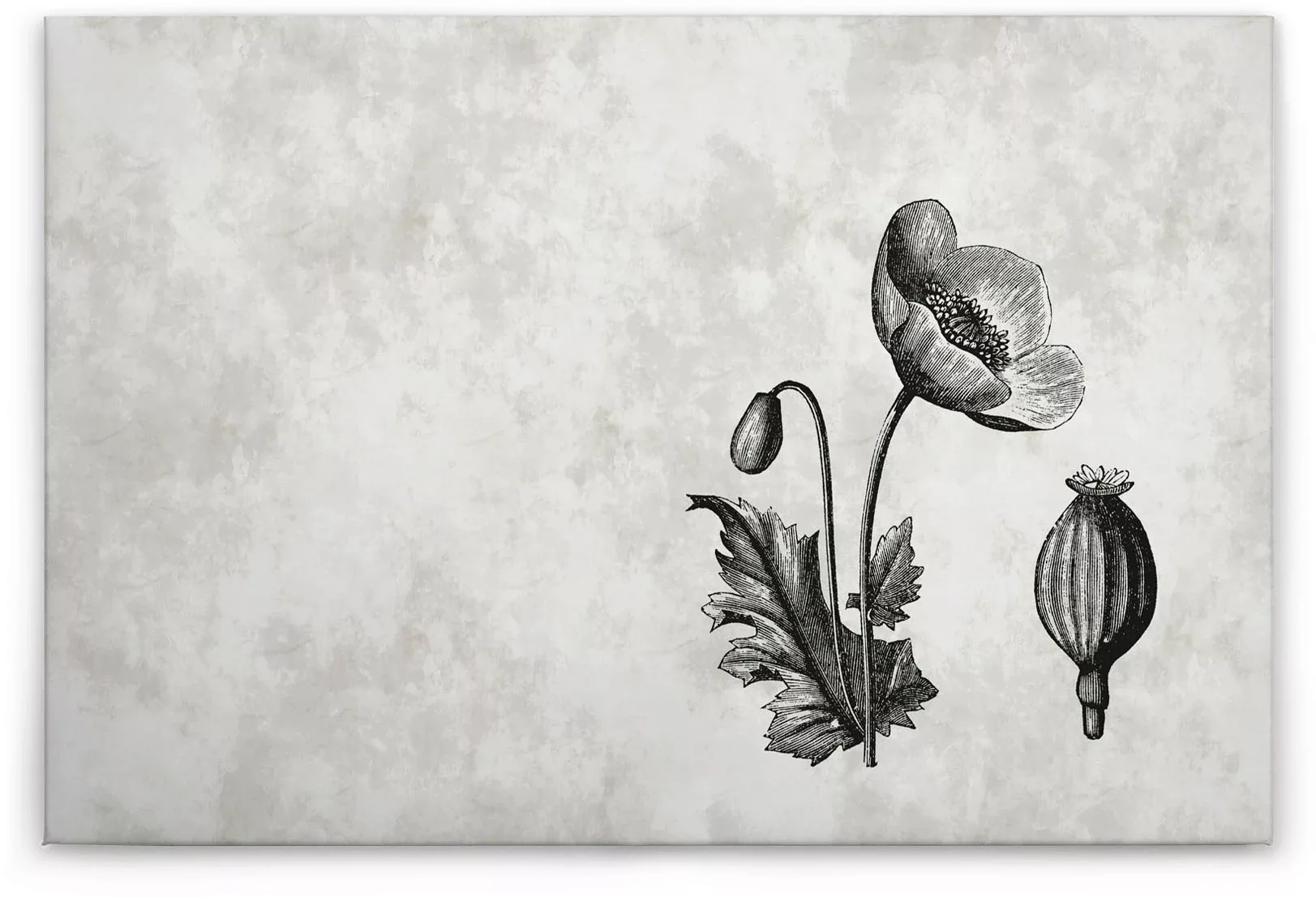 Bricoflor Botanik Leinwand Bild In Betonoptik Wandbild Mit Mohnblume Gezeic günstig online kaufen