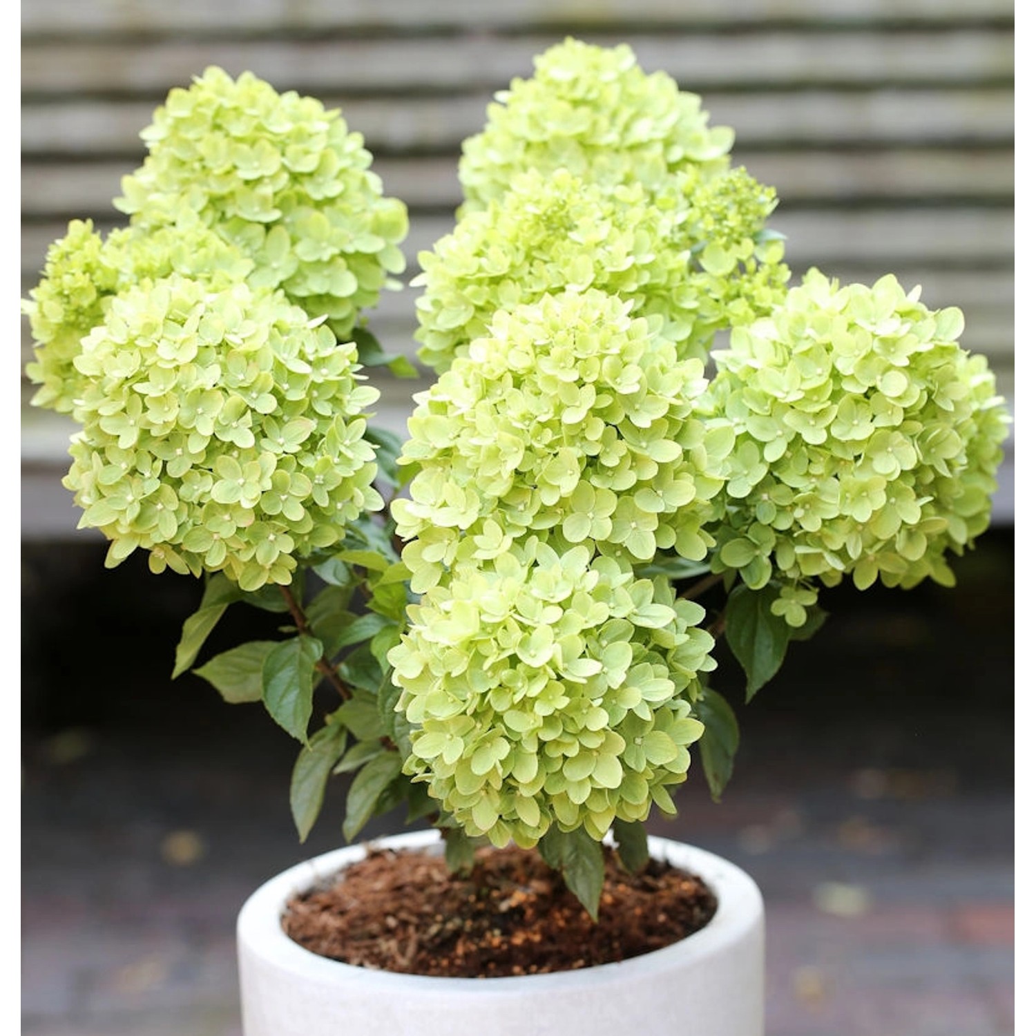 Rispenhortensie Candle Light 40-60cm - Hydrangea paniculata günstig online kaufen