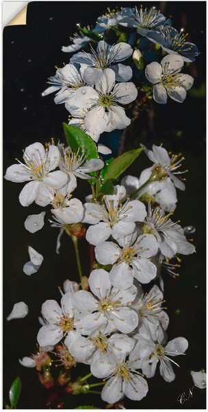 Artland Wandbild "Baumblüte", Blumen, (1 St.), als Leinwandbild, Poster, Wa günstig online kaufen