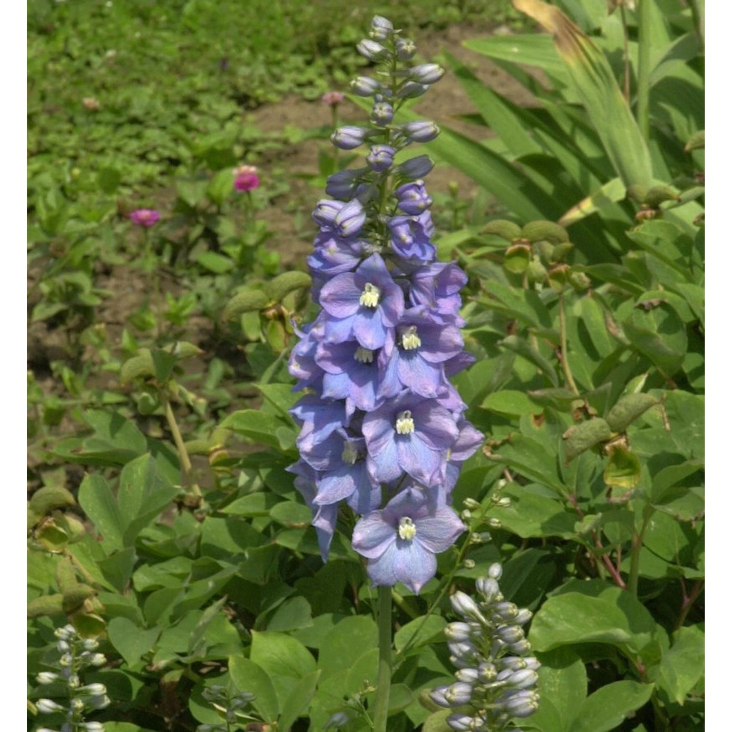 Hoher Rittersporn Merlin - Delphinium elatum günstig online kaufen