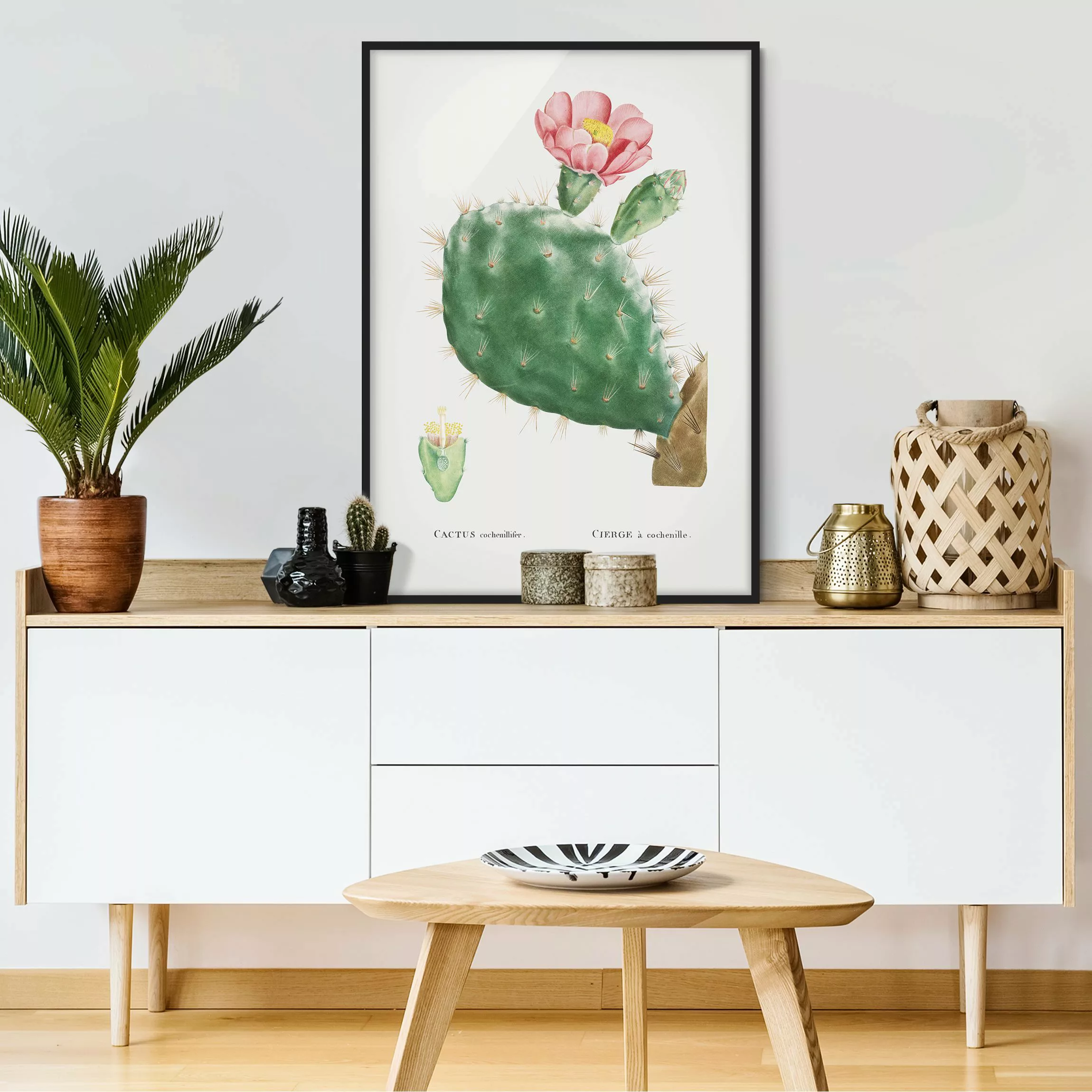 Bild mit Rahmen Blumen - Hochformat Botanik Vintage Illustration Kaktus Ros günstig online kaufen