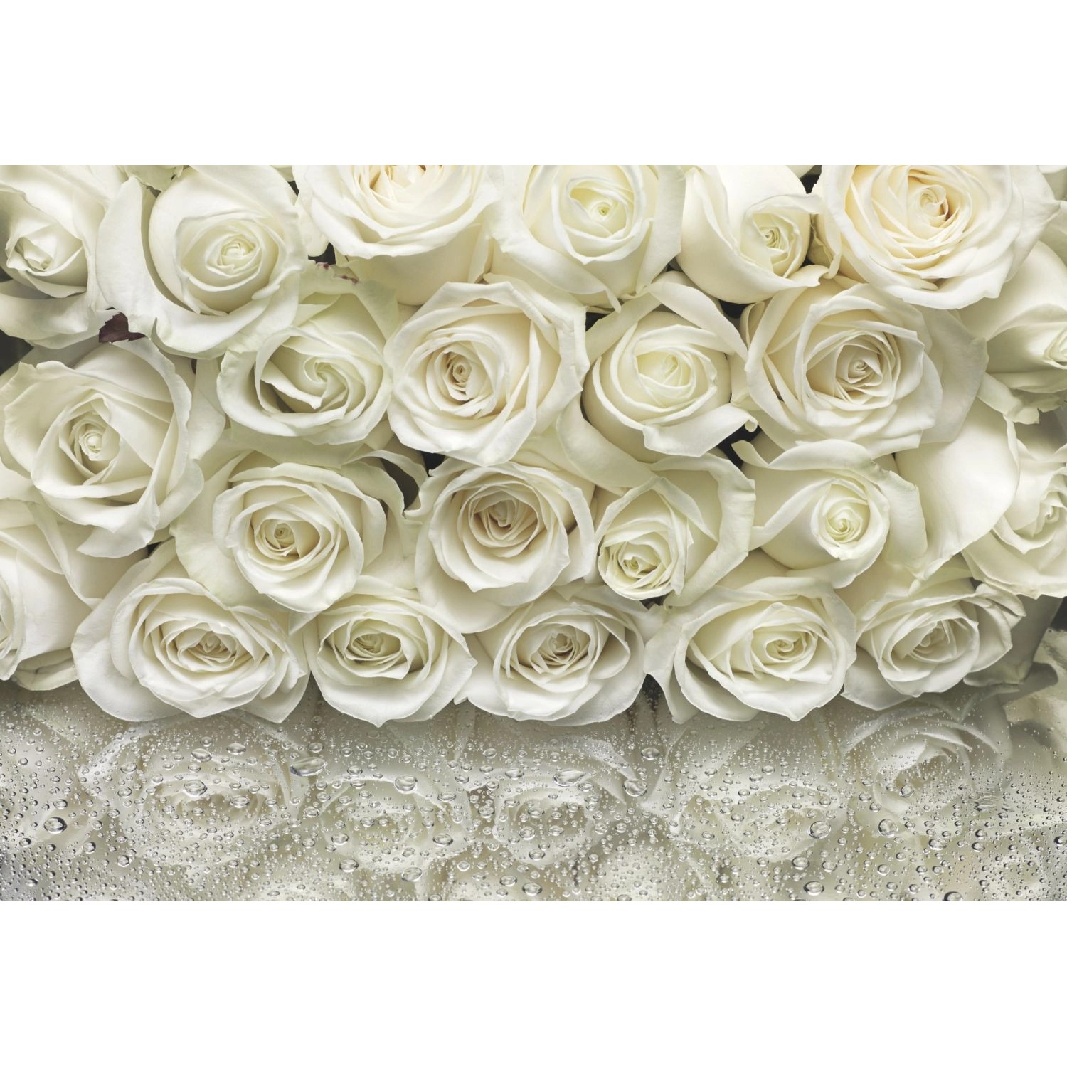 Komar Fototapete A La Rose Crême-Weiß 368 x 254 cm 610941 günstig online kaufen