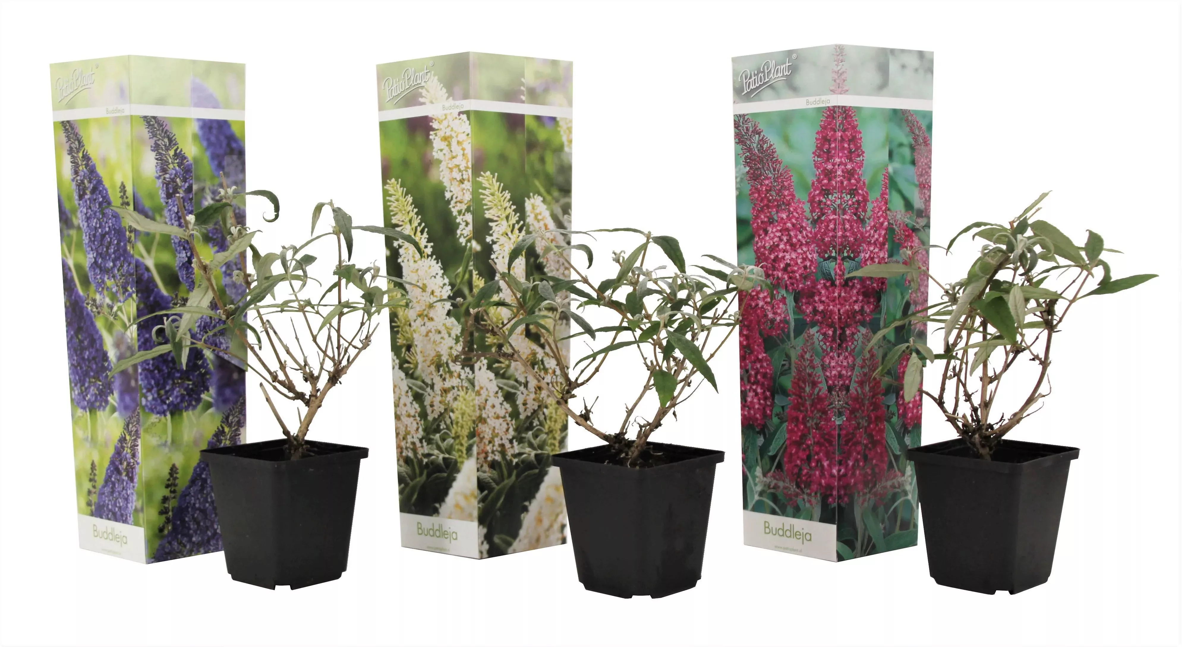 Perfect Plant | 3er Set Buddleja Schmetterlingsstrauch günstig online kaufen