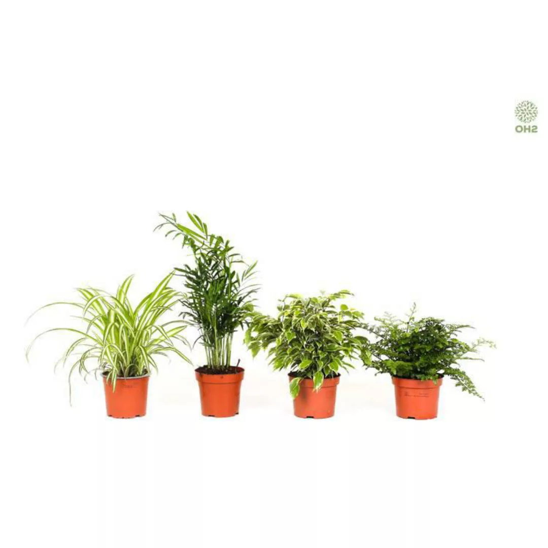 OH2 | 4er-Set Zimmerpflanzen Elegance günstig online kaufen
