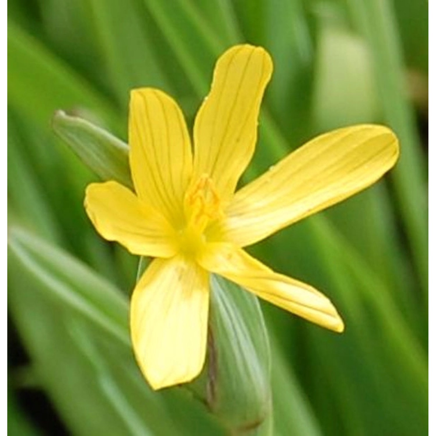 Gelbe Binsenlilie - Sisyrinchium californicum günstig online kaufen