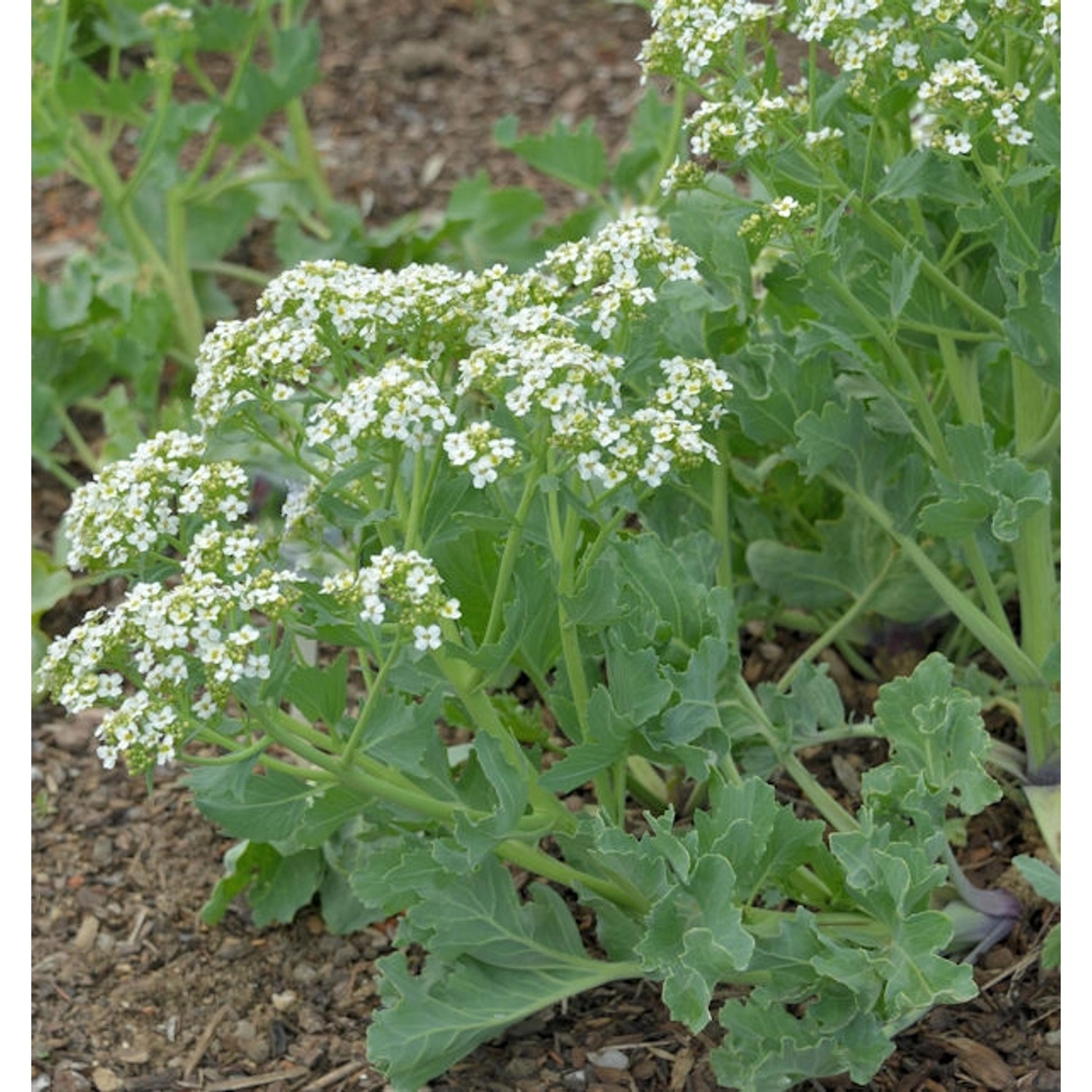 Kleiner Meerkohl - Crambe maritima günstig online kaufen