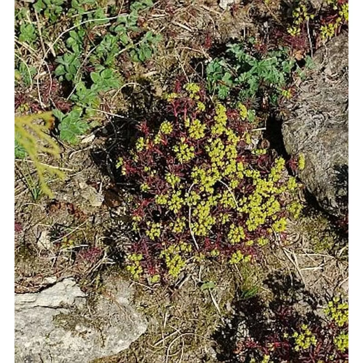 Zypressen Wolfsmilch Fens Ruby - Euphorbia characias günstig online kaufen