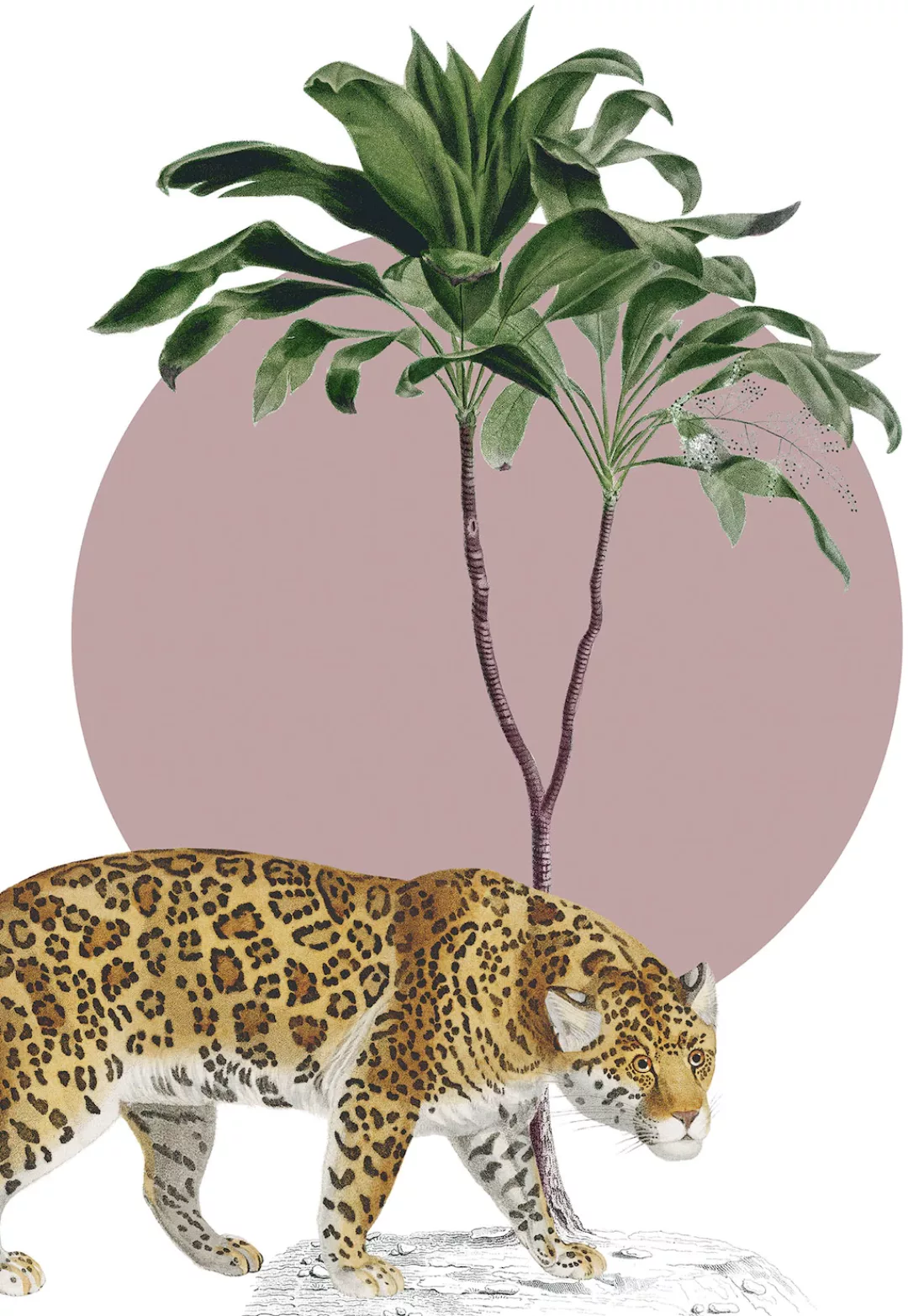 Komar Wandbild "Botanical Garden Jaguar", (1 St.), Deutsches Premium-Poster günstig online kaufen
