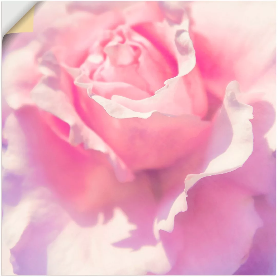 Artland Wandbild "Rosa", Blumen, (1 St.), als Leinwandbild, Poster, Wandauf günstig online kaufen