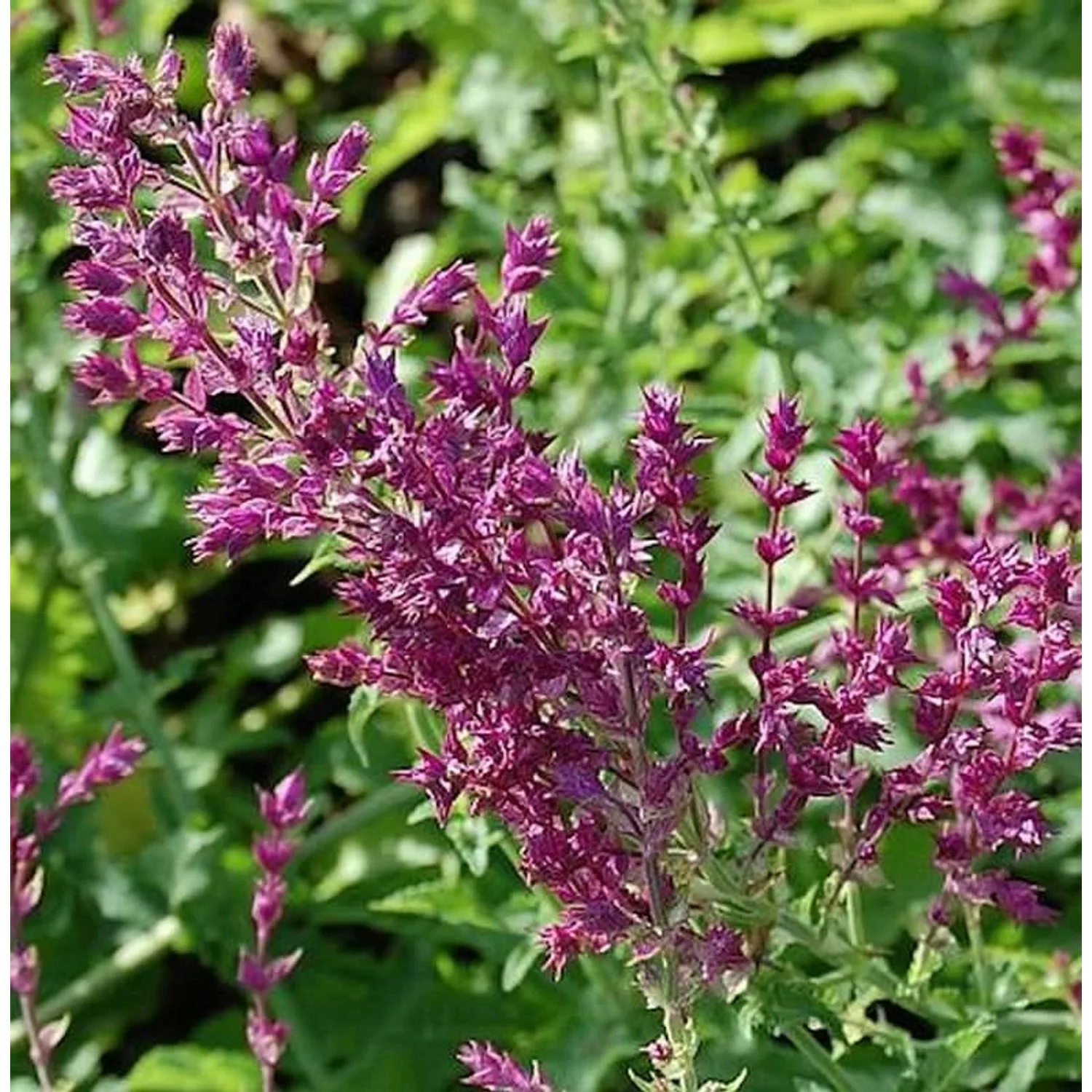 Ziersalbei Schwellenburg - Salvia nemorosa günstig online kaufen