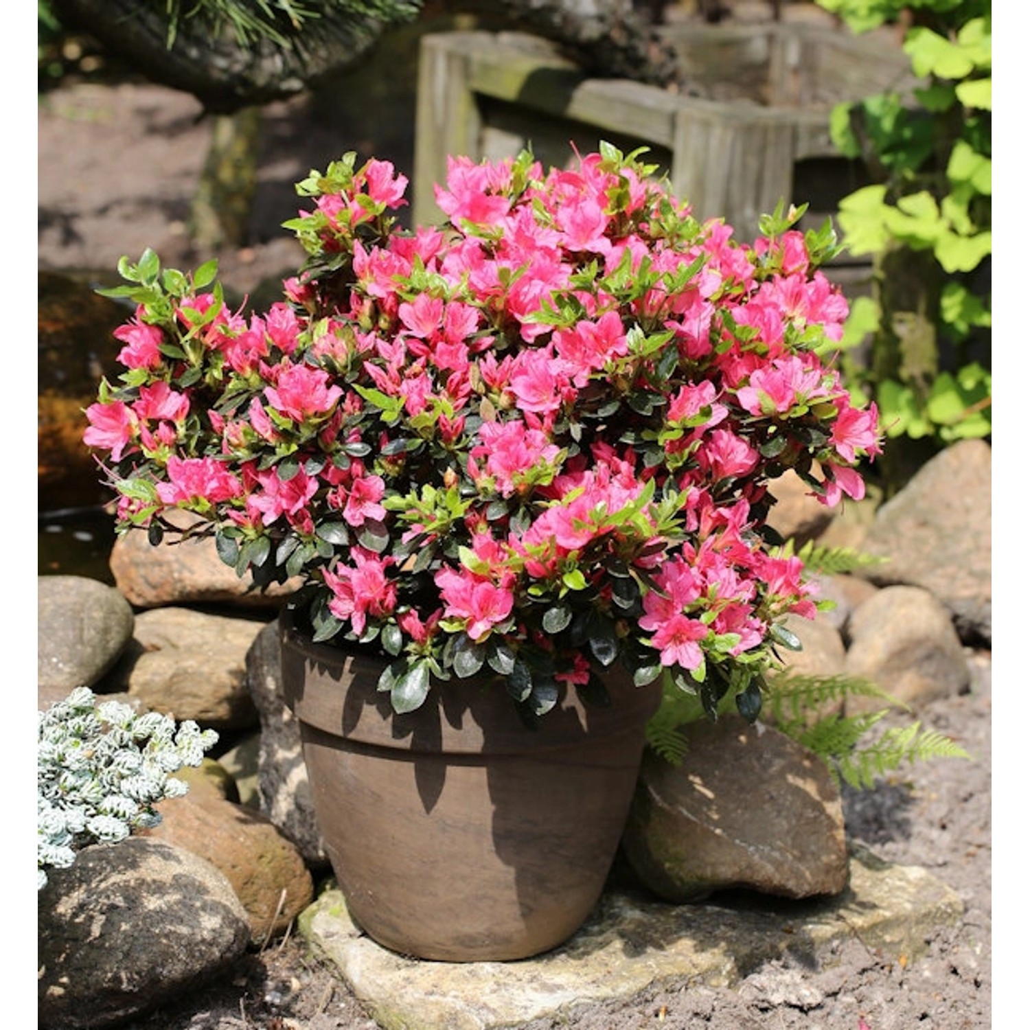 Japanische Azalee Drapa 15-20cm - Rhododendron obtusum - Zwerg Alpenrose günstig online kaufen